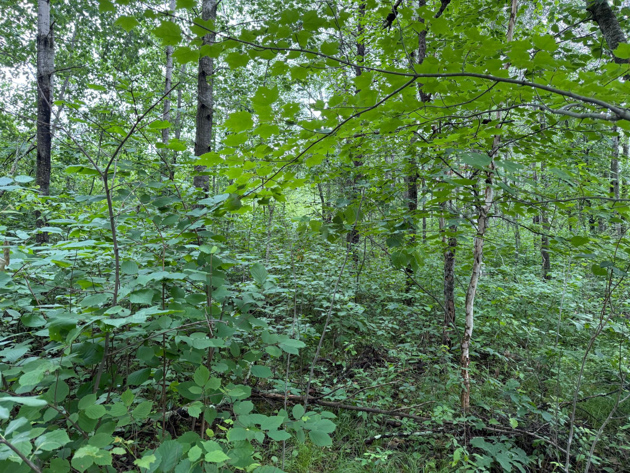 TBD- 350th Street, Menahga MN 56464 - Photo 18 of 55