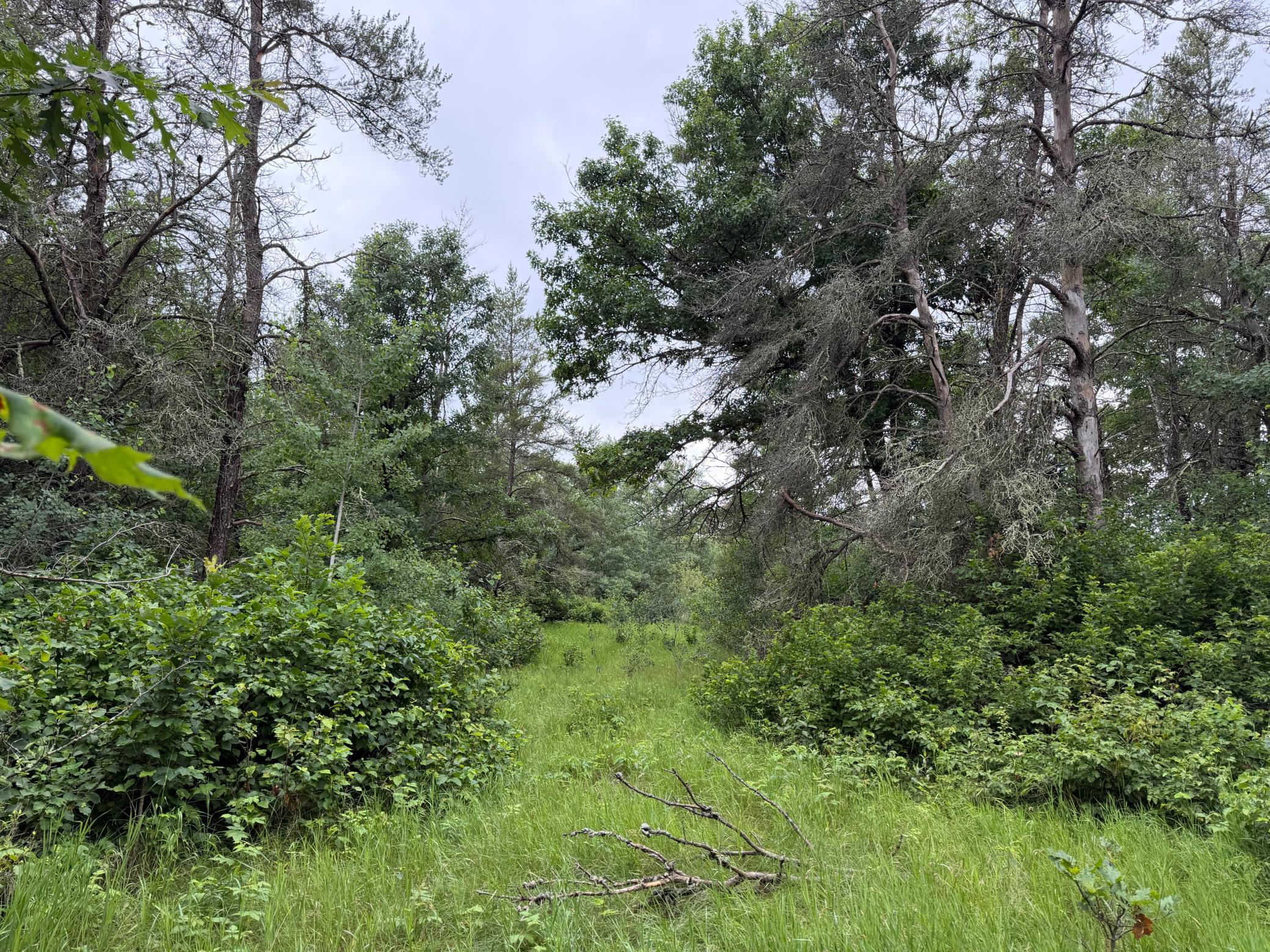 TBD- 350th Street, Menahga MN 56464 - Photo 25 of 55