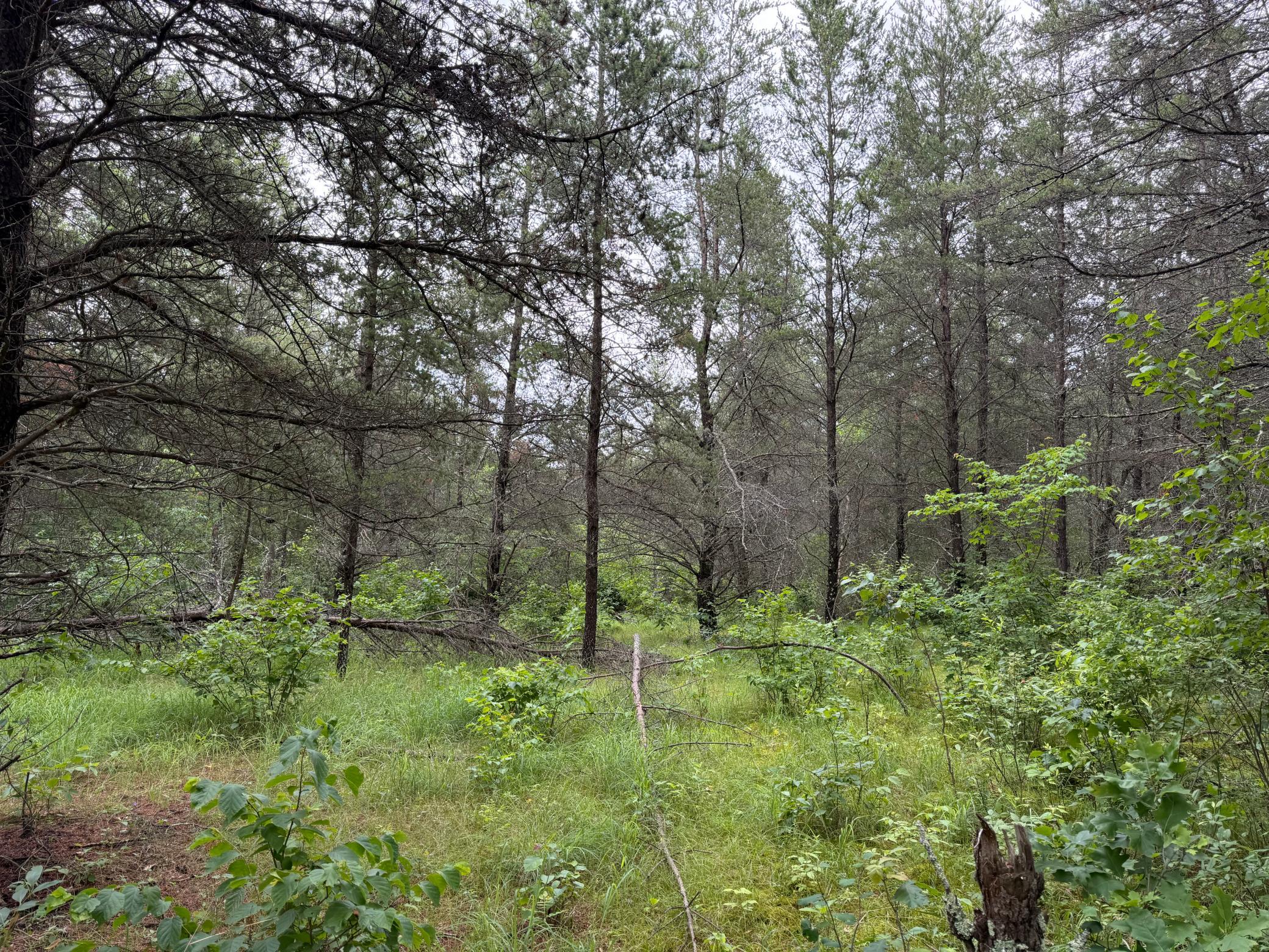 TBD- 350th Street, Menahga MN 56464 - Photo 42 of 55
