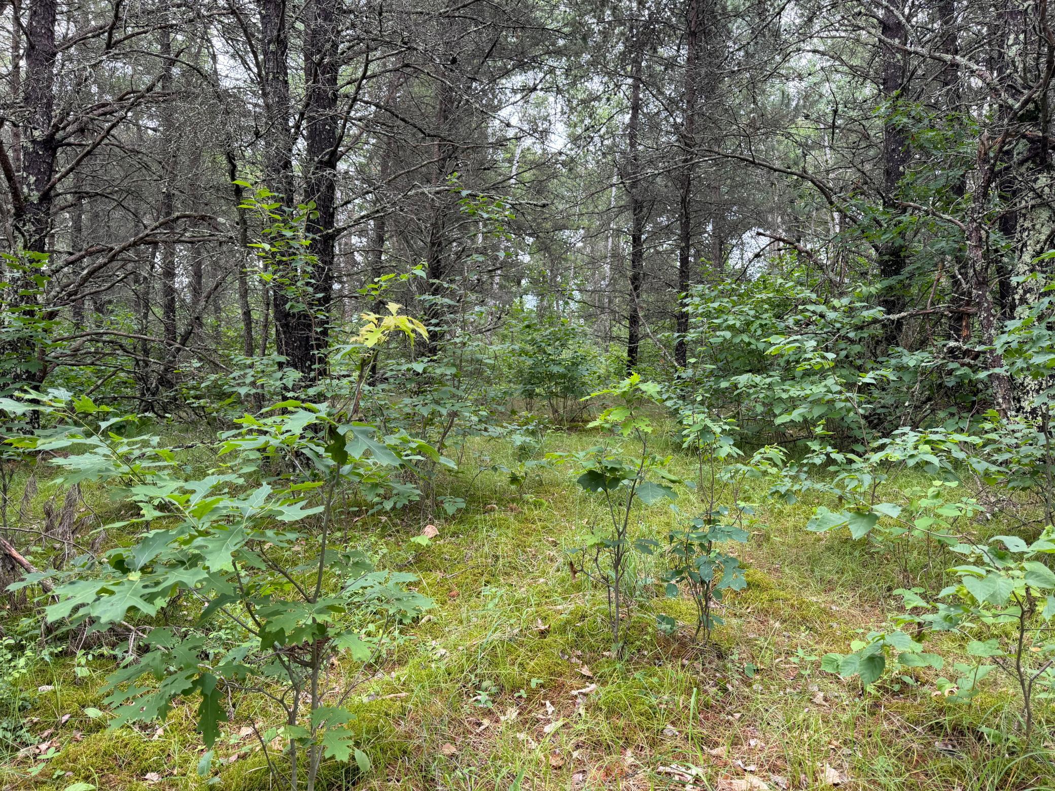 TBD- 350th Street, Menahga MN 56464 - Photo 44 of 55