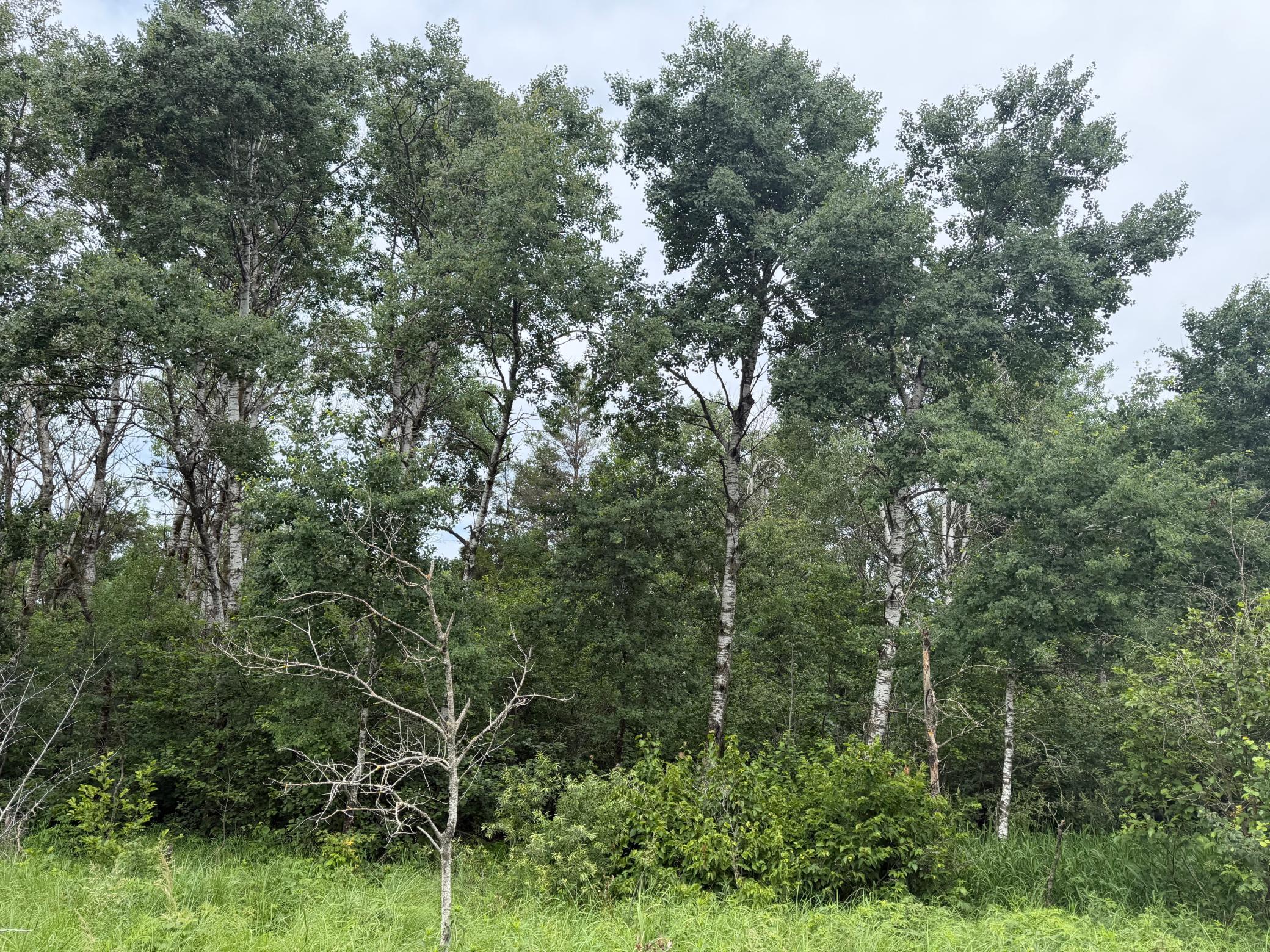 TBD- 350th Street, Menahga MN 56464 - Photo 53 of 55