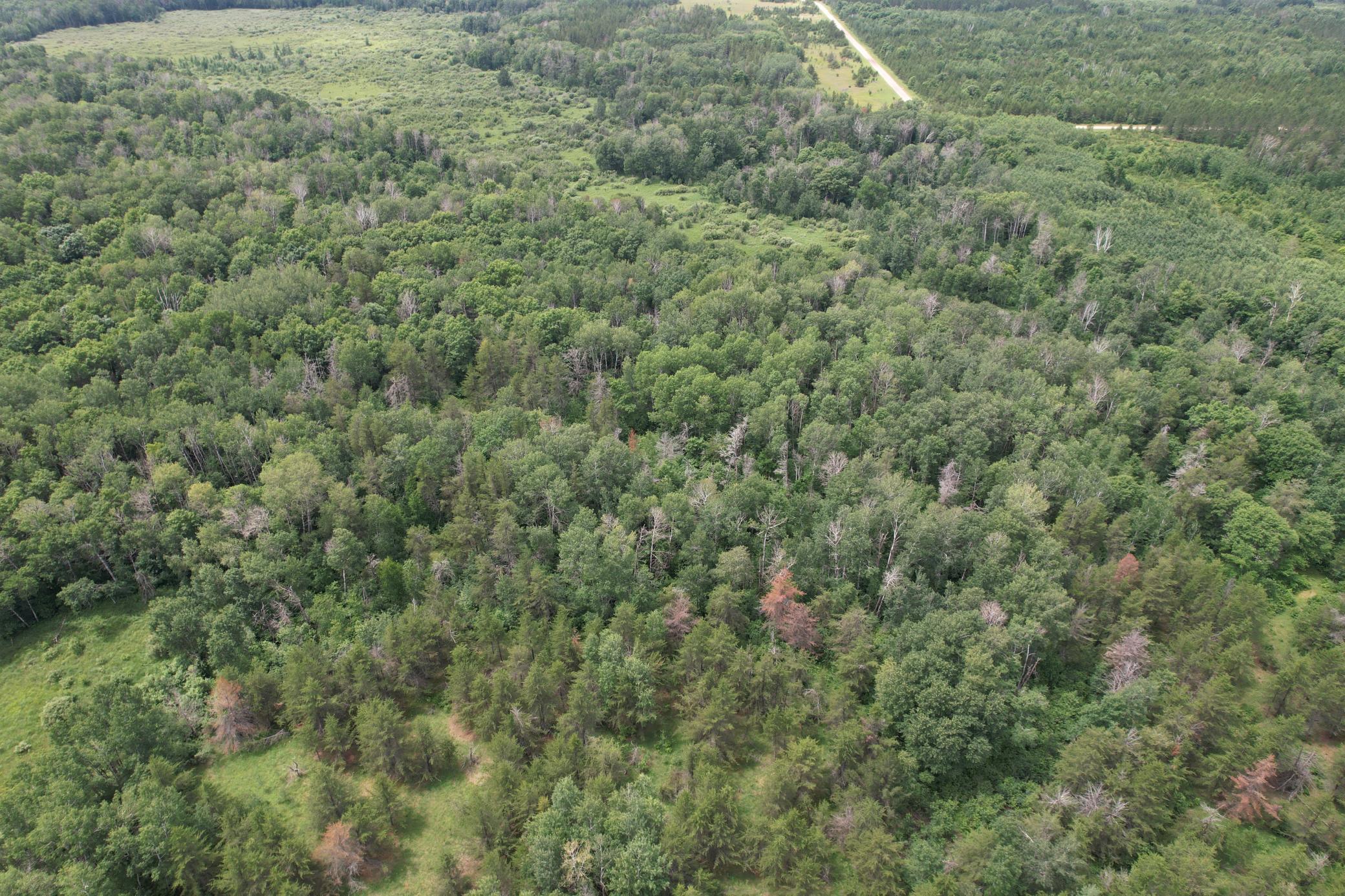 TBDx 350th Street, Menahga MN 56464 - Photo 6 of 22