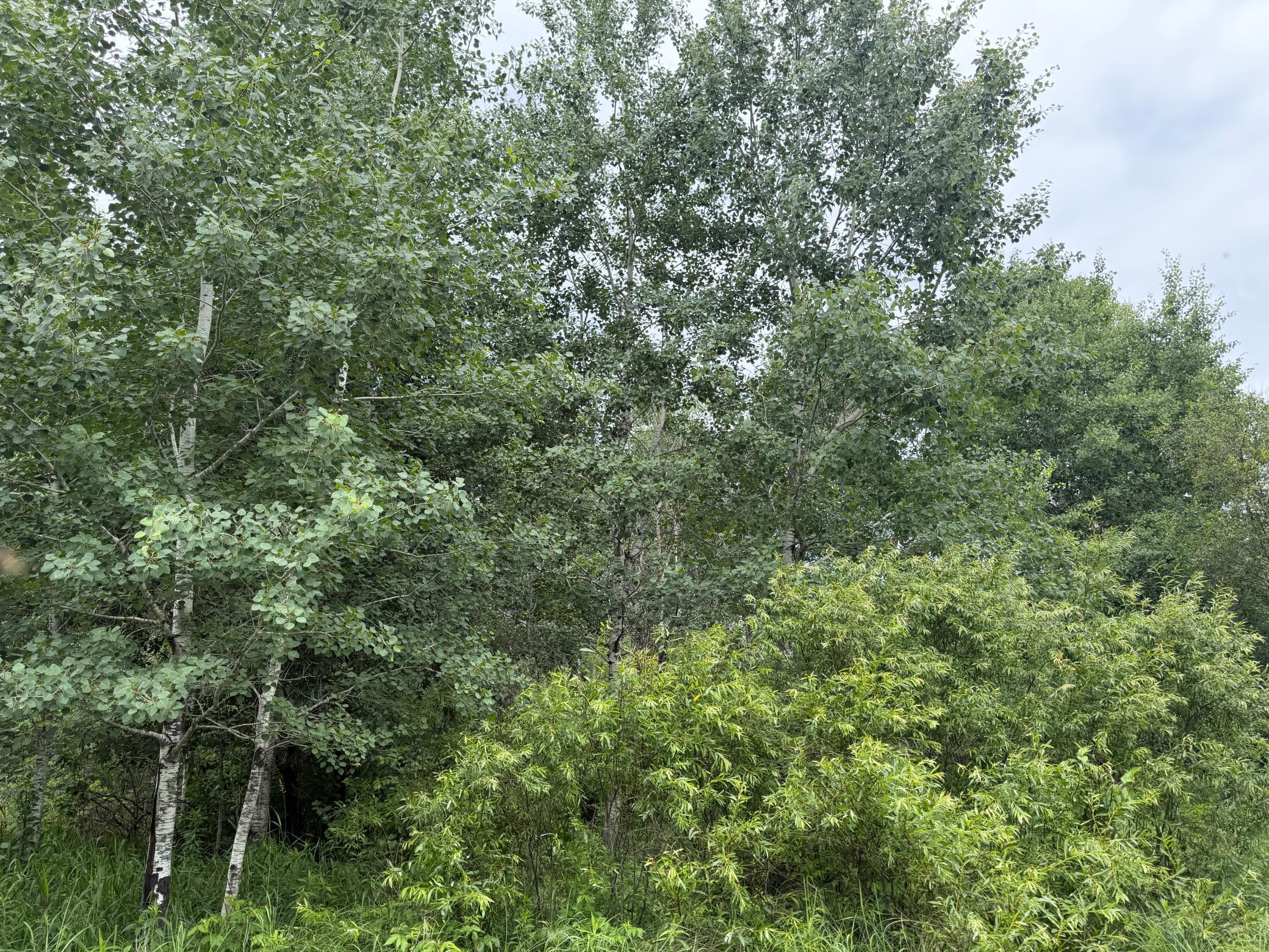 TBDx 350th Street, Menahga MN 56464 - Photo 15 of 22