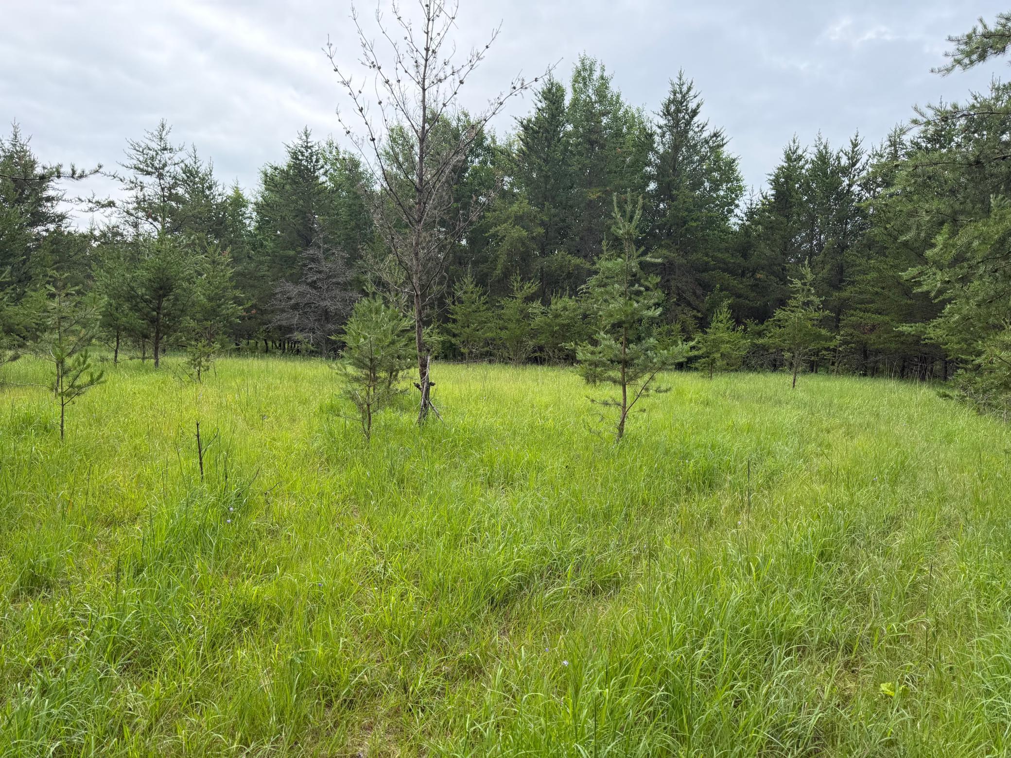TBDx 350th Street, Menahga MN 56464 - Photo 18 of 22