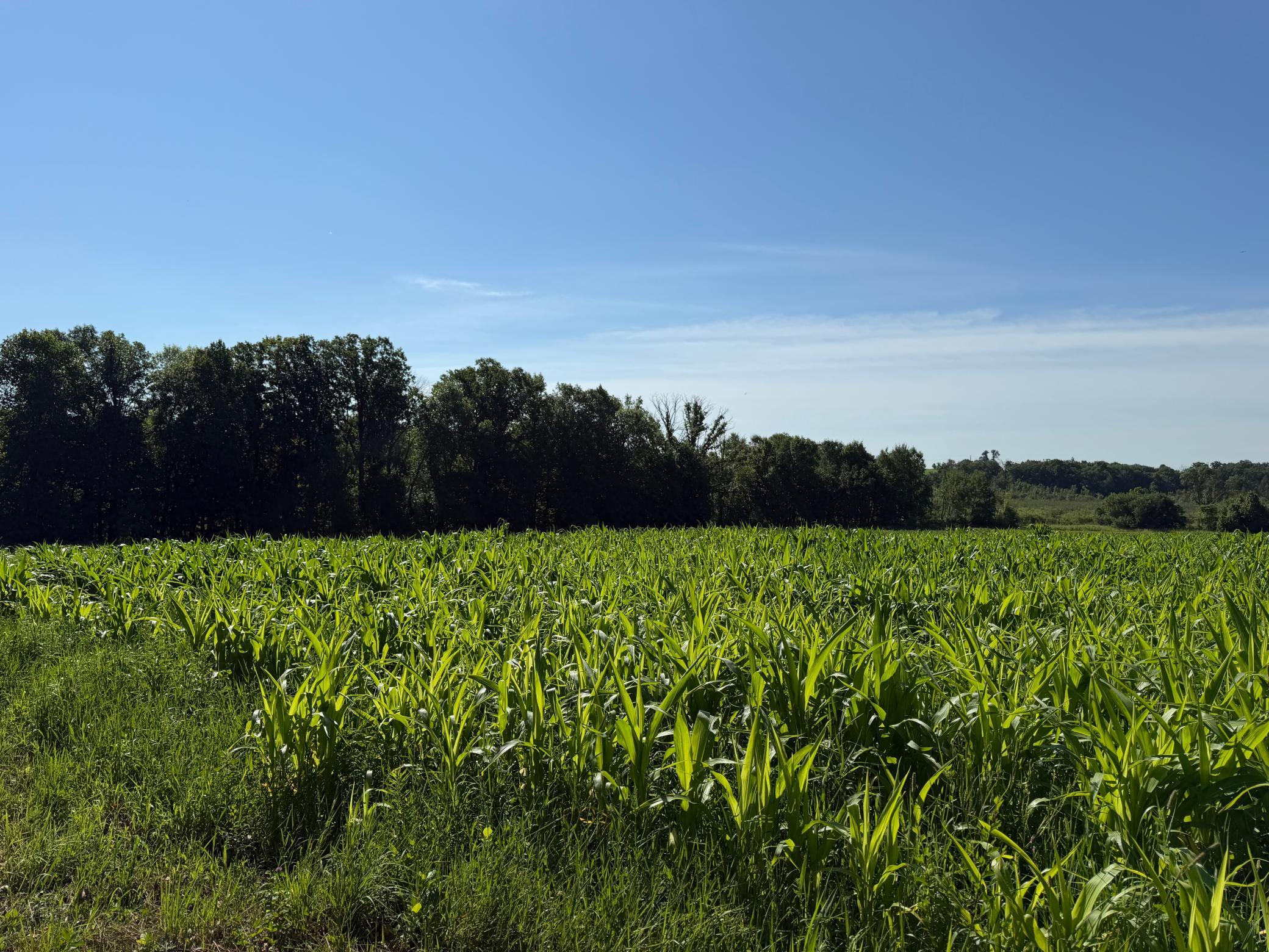 TBD 215th Avenue, Long Prairie MN 56347 - Photo 59 of 102
