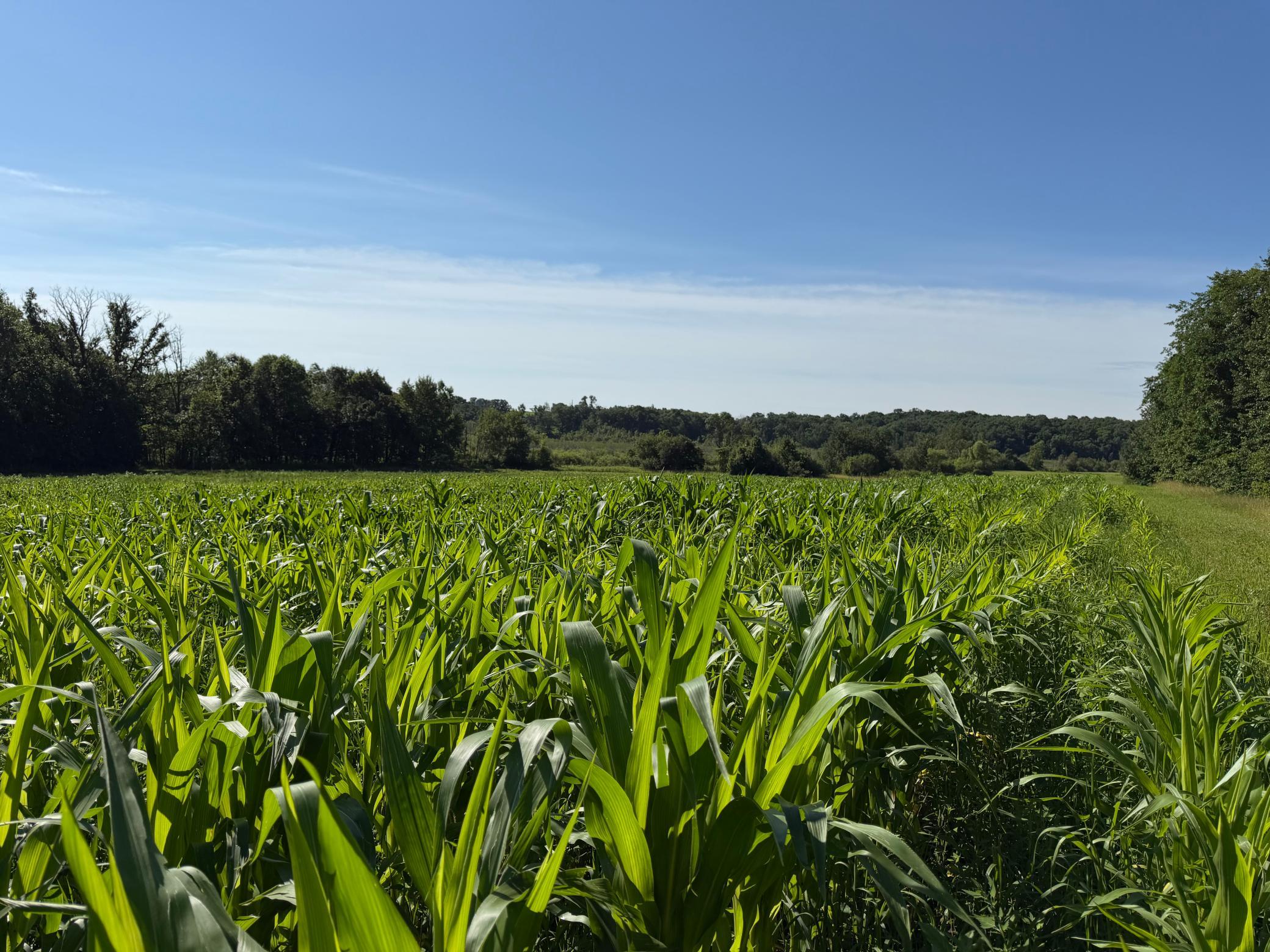 TBD 215th Avenue, Long Prairie MN 56347 - Photo 60 of 102