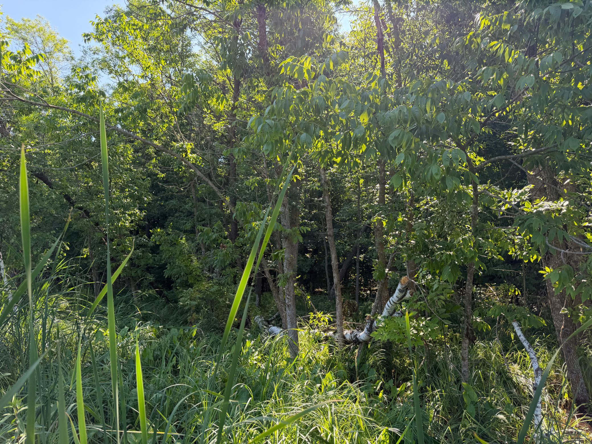 TBD 215th Avenue, Long Prairie MN 56347 - Photo 87 of 102