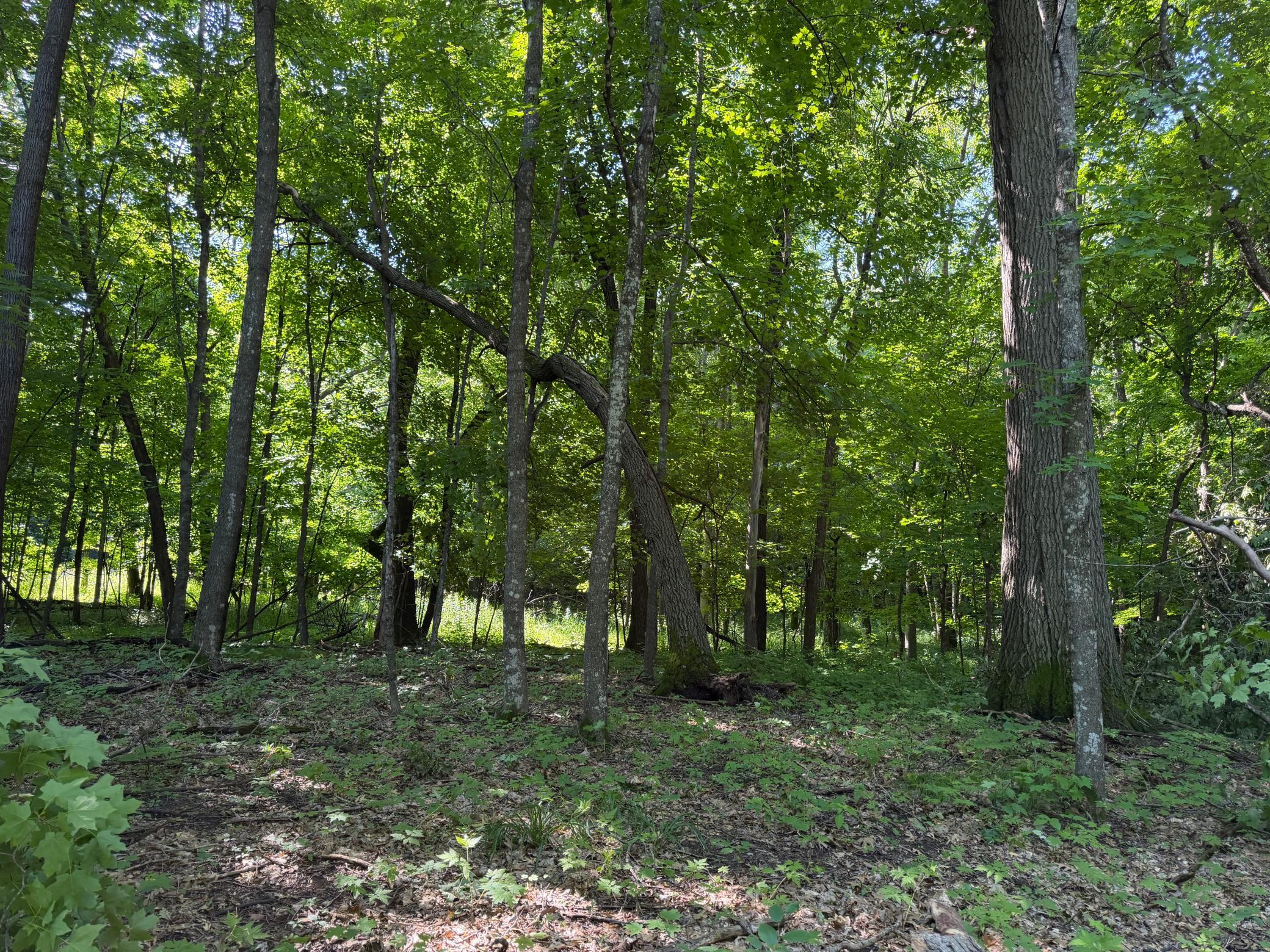 TBD 215th Avenue, Long Prairie MN 56347 - Photo 89 of 102