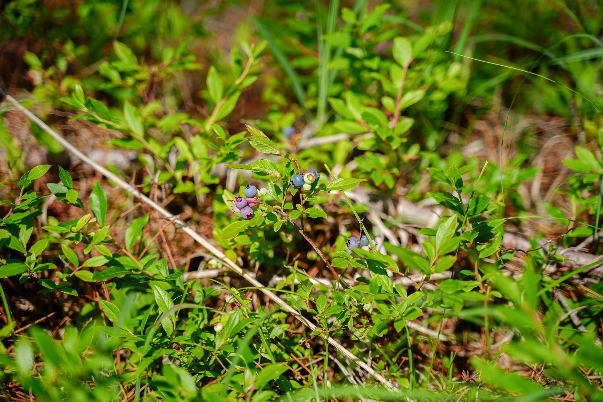 28391 County 109, Menahga MN 56464 - Photo 53 of 82