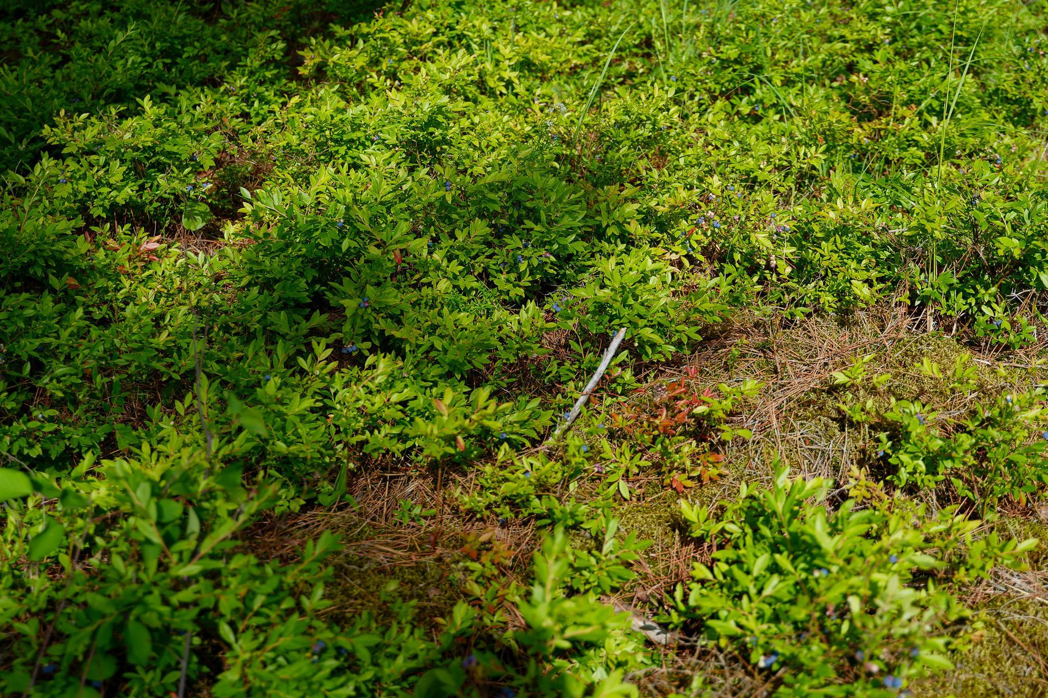28391 County 109, Menahga MN 56464 - Photo 54 of 82