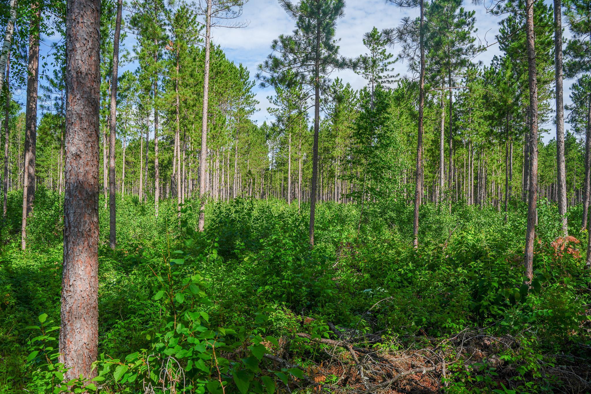28391 County 109, Menahga MN 56464 - Photo 56 of 82