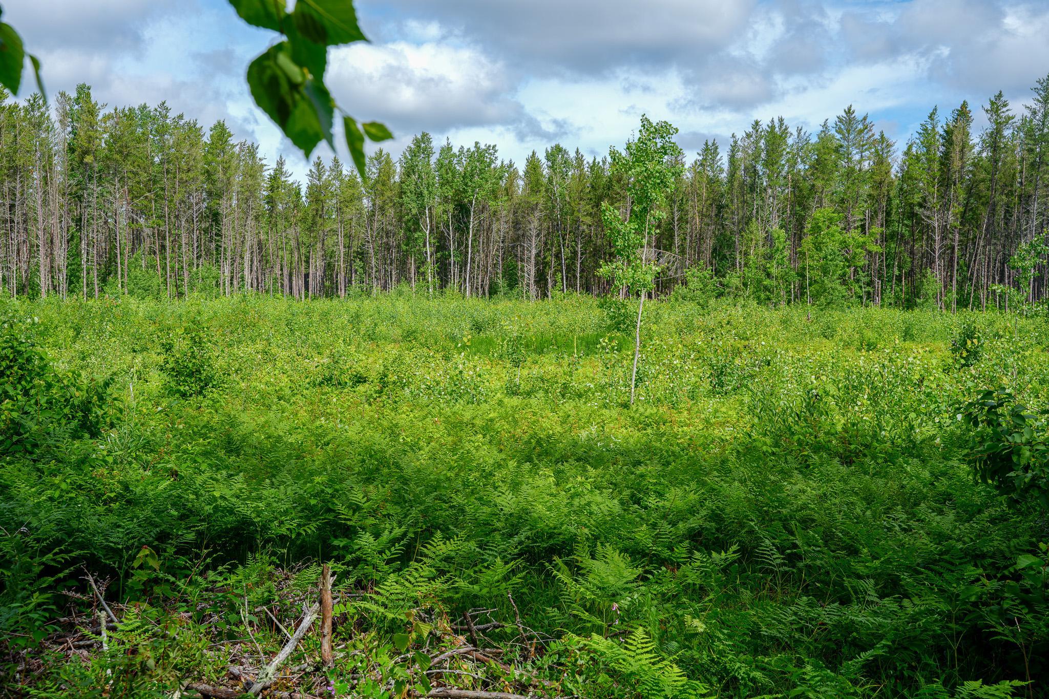 28391 County 109, Menahga MN 56464 - Photo 63 of 82