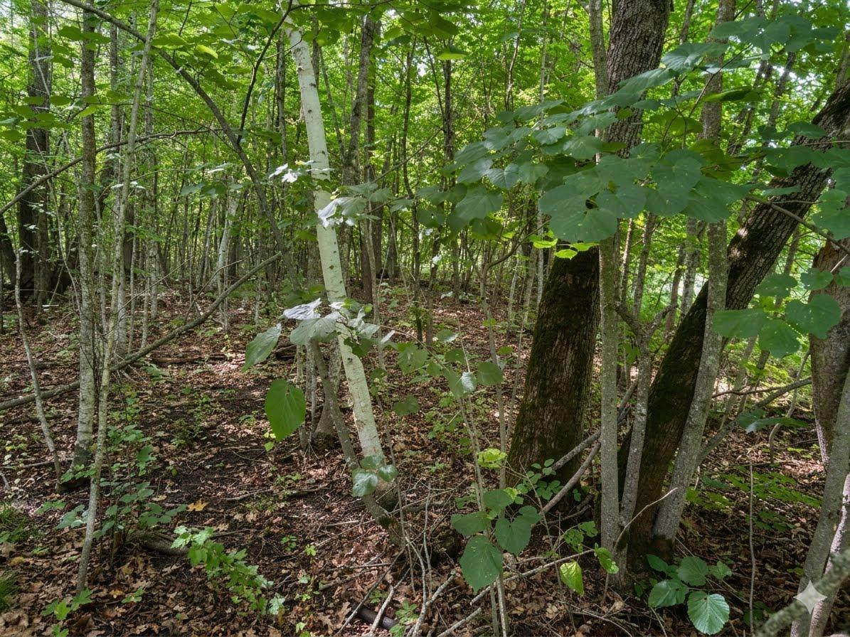 land for sale at XXX 400th Street in Waubun, MN (photo 7 of 11)