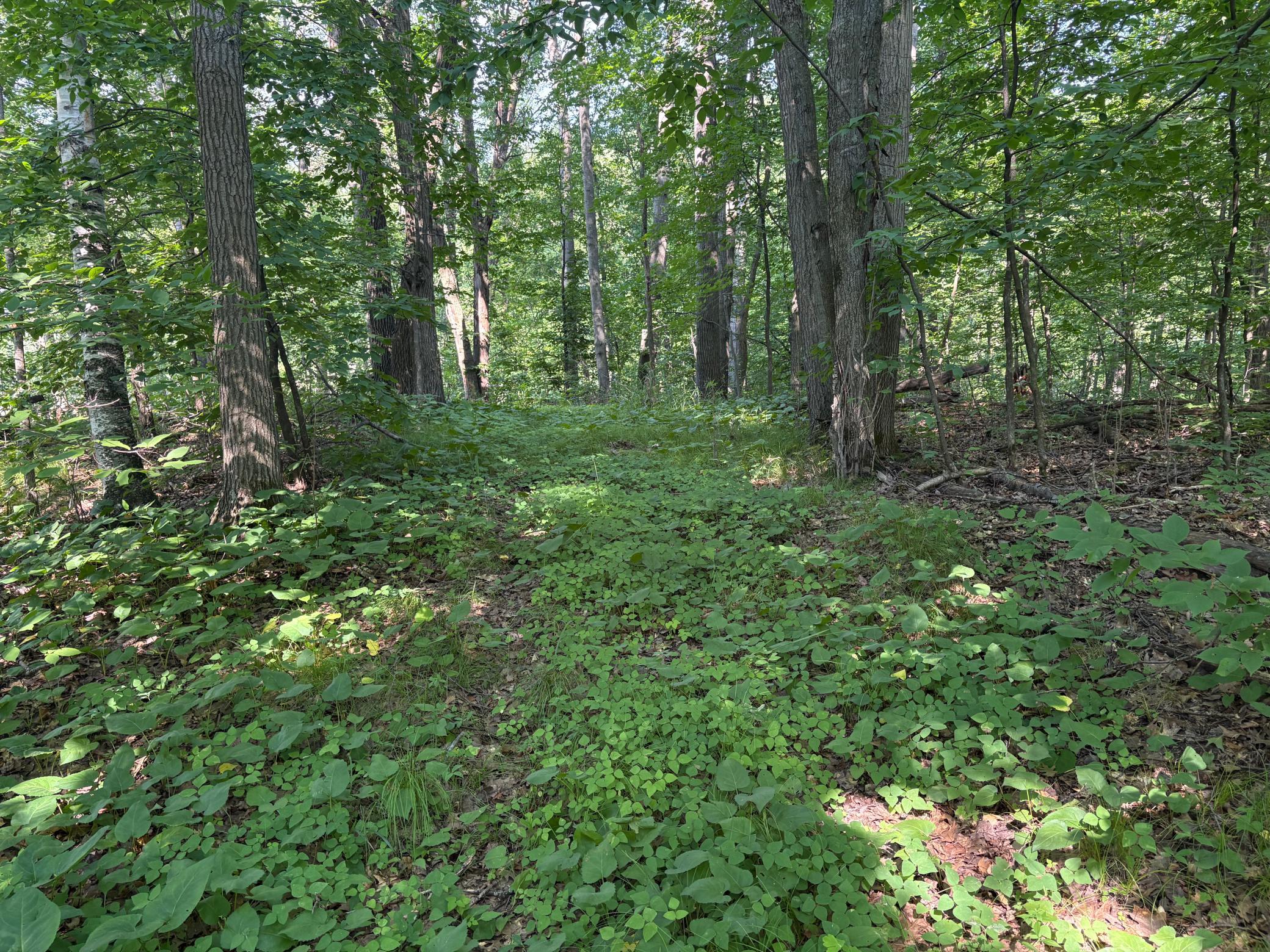 320th 320th Street, Browerville MN 56438 - Photo 11 of 33