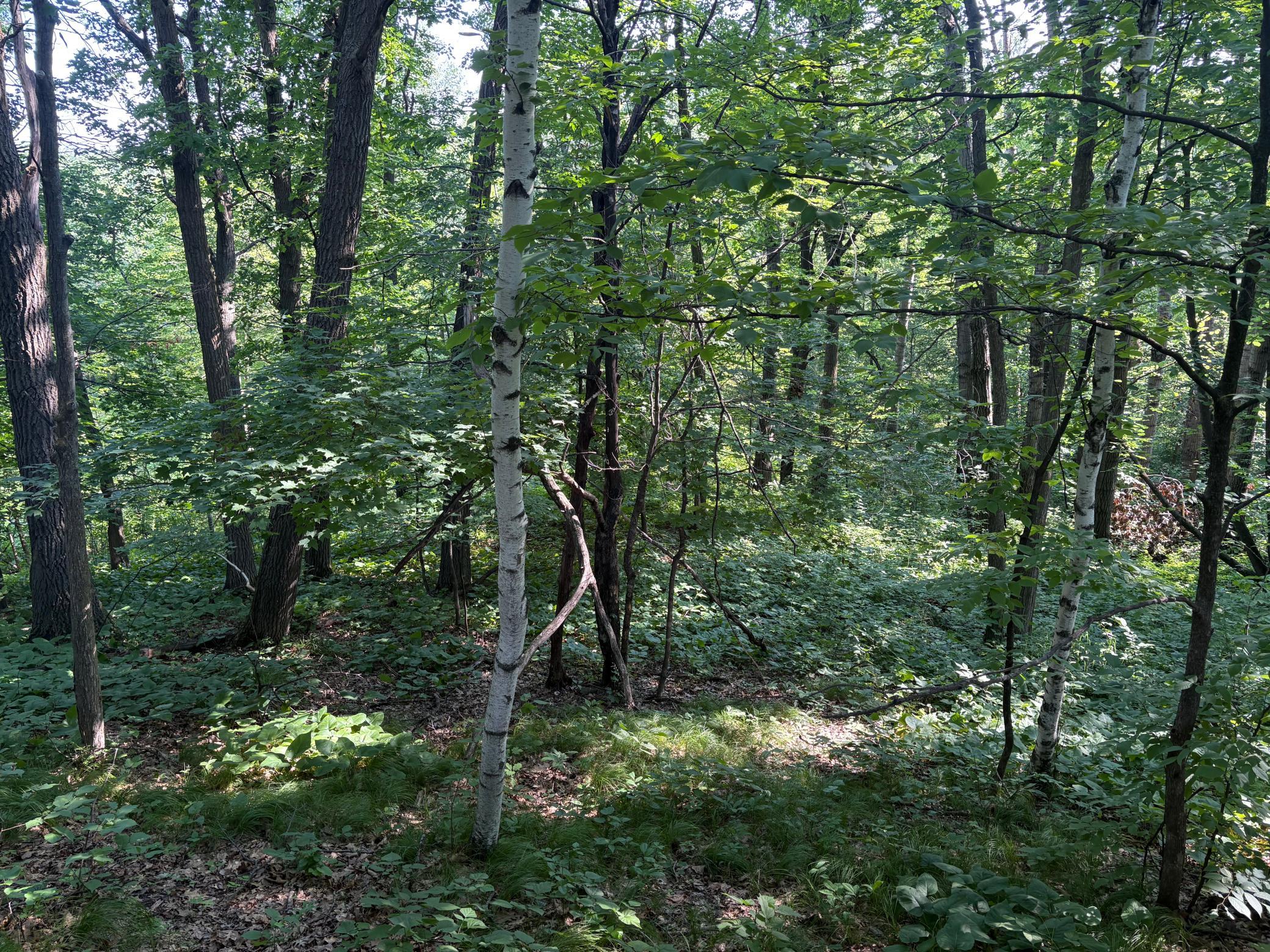 320th 320th Street, Browerville MN 56438 - Photo 15 of 33