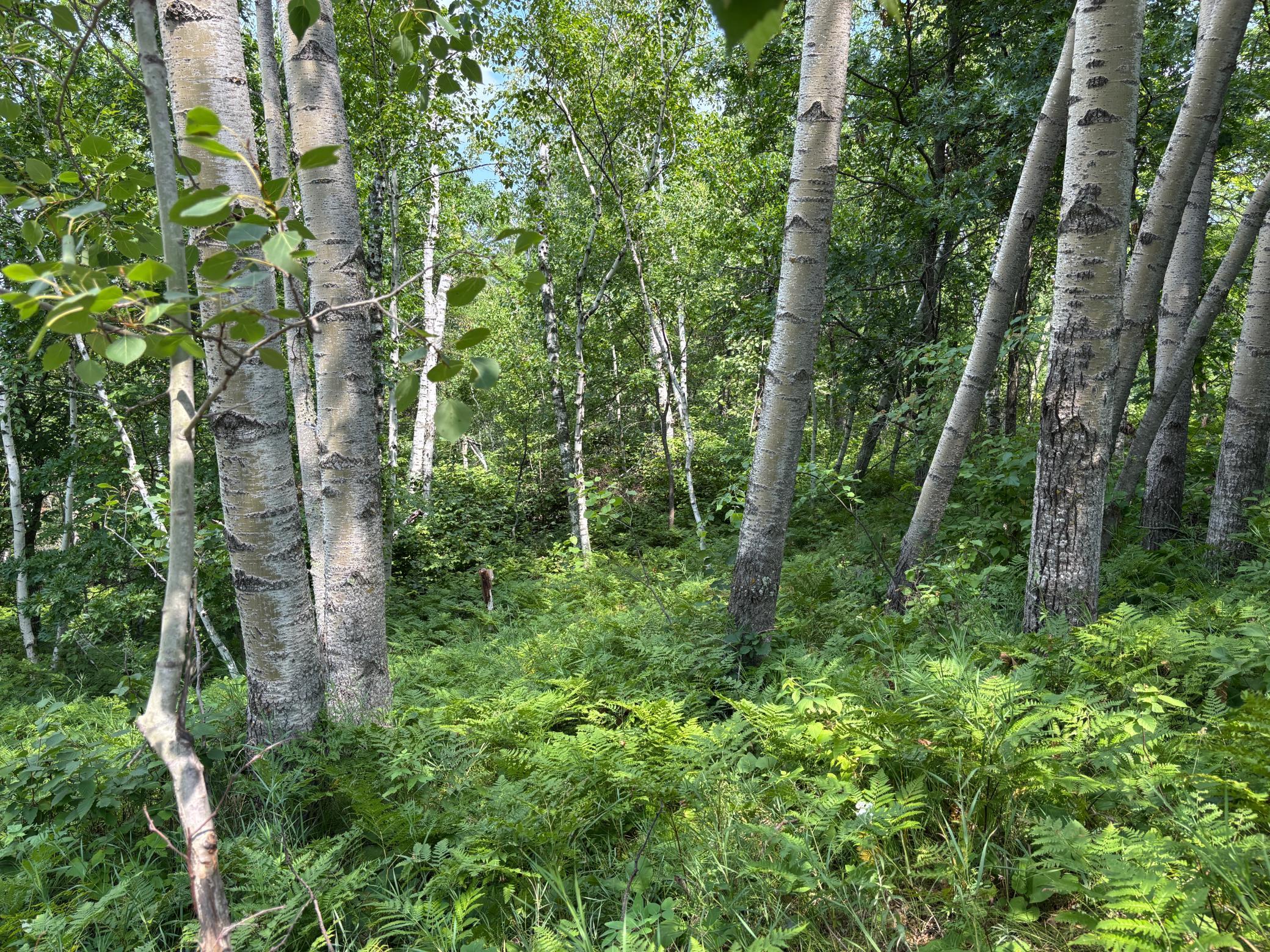 TBD Woodland Hills Drive SE, Bemidji MN 56601 - Photo 15 of 18