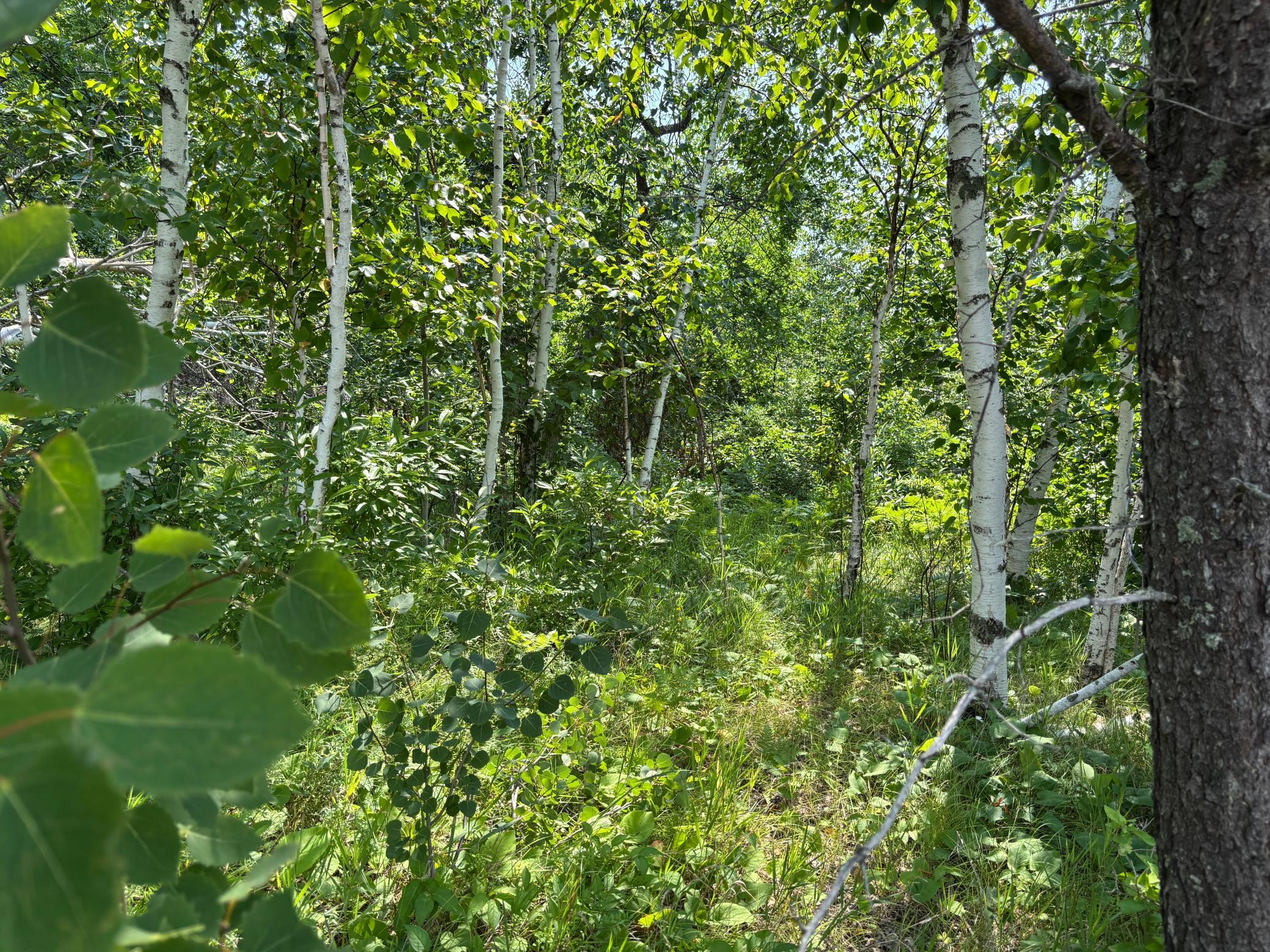 TBD Woodland Hills Drive SE, Bemidji MN 56601 - Photo 10 of 18