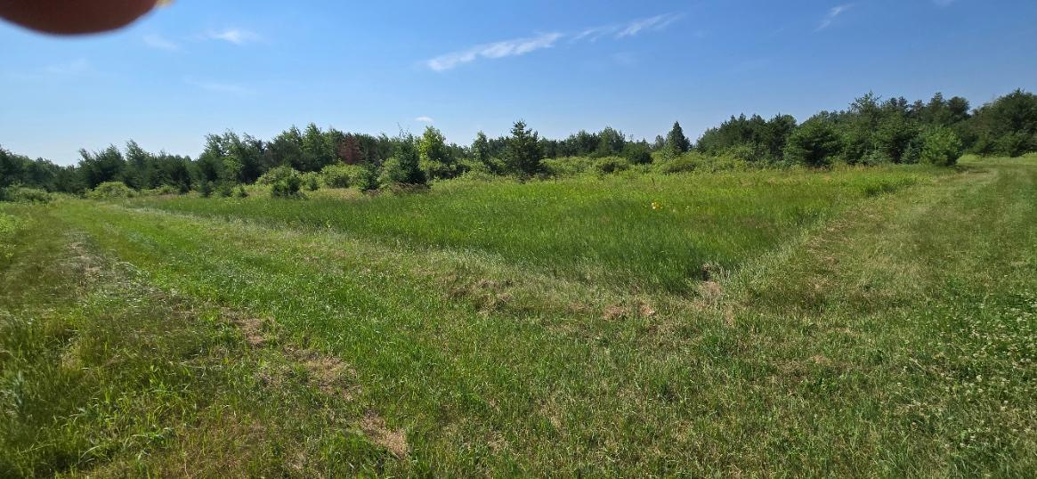 land for sale at TBD County Road 7 in Verndale, MN (photo 11 of 17)