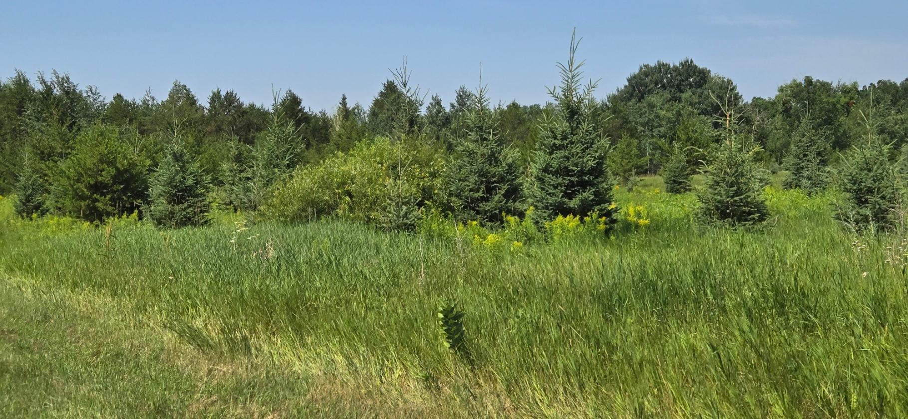 land for sale at TBD County Road 7 in Verndale, MN (photo 15 of 17)