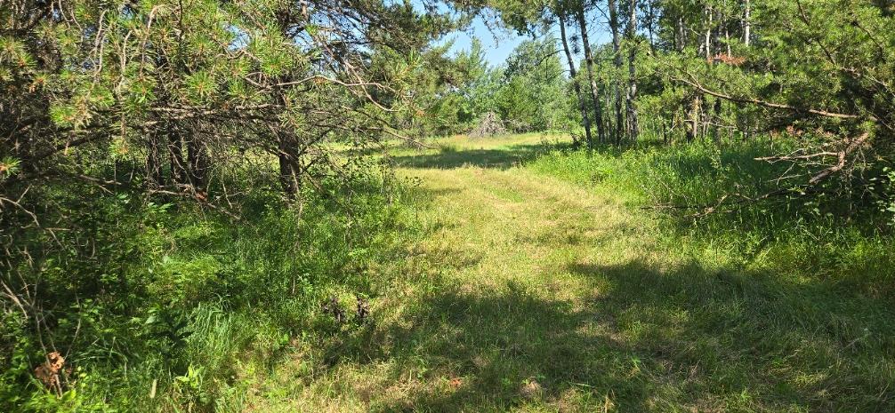 land for sale at TBD County Road 7 in Verndale, MN (photo 4 of 17)