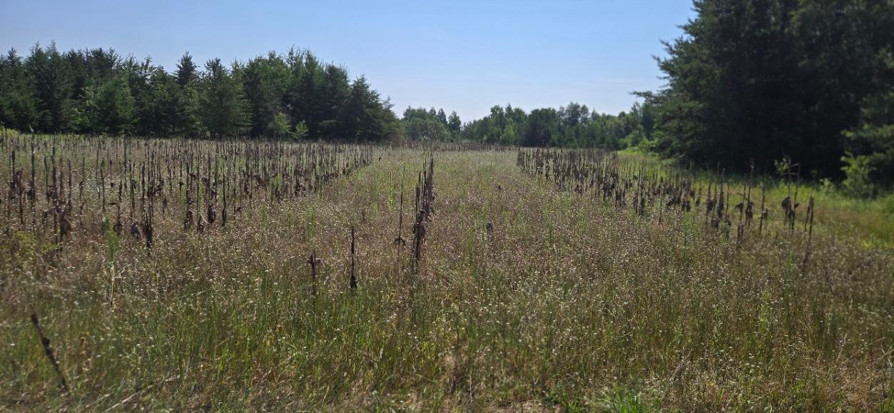 land for sale at TBD County Road 7 in Verndale, MN (photo 8 of 17)
