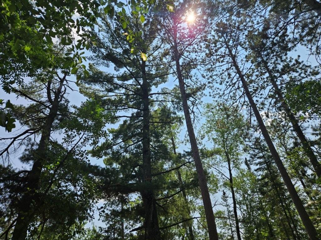 land for sale at TBD 330th Street in Shevlin, MN (photo 10 of 14)