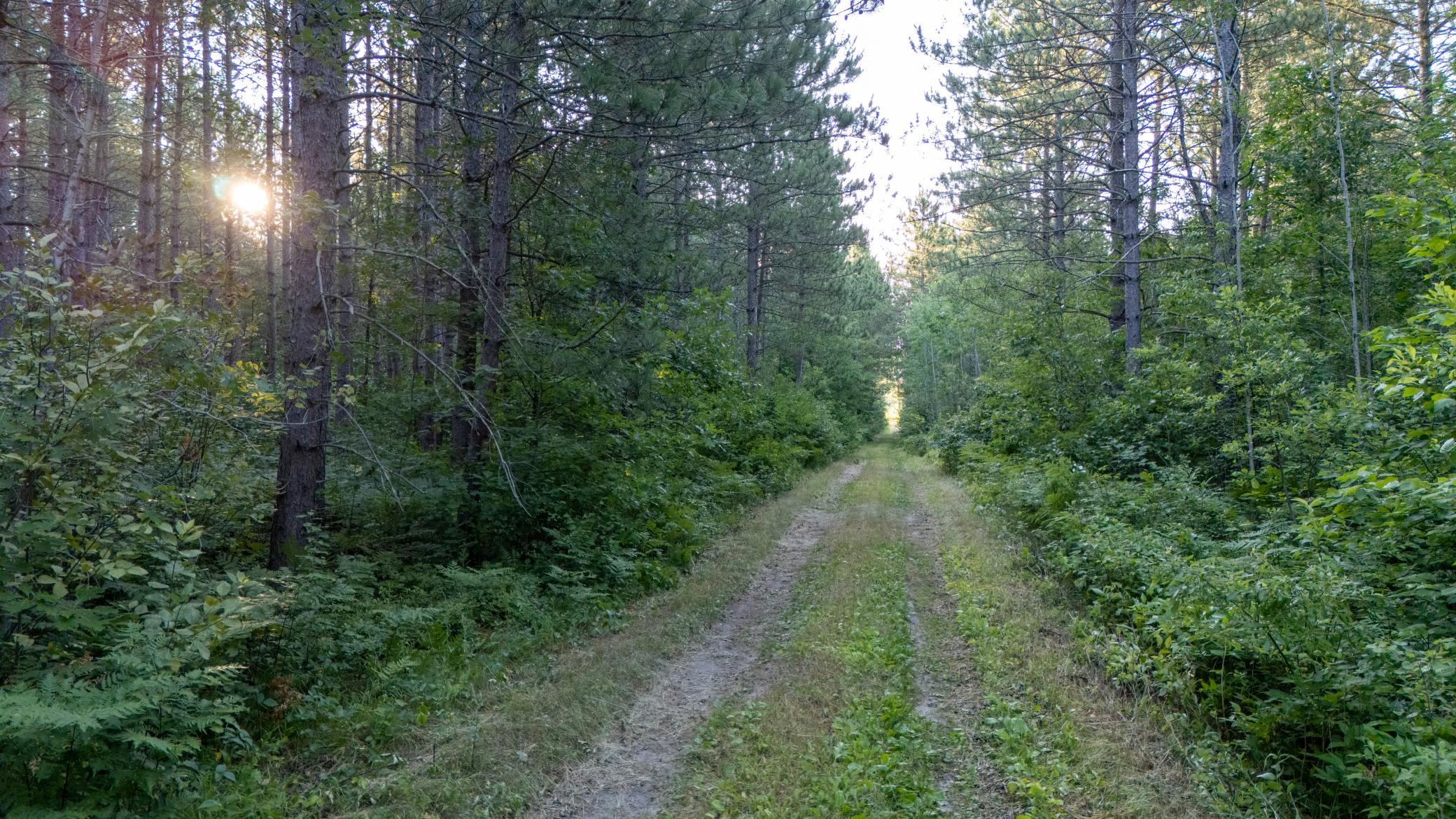 land for sale at NESW Forest Road 3845 NE in Pennington, MN (photo 2 of 16)