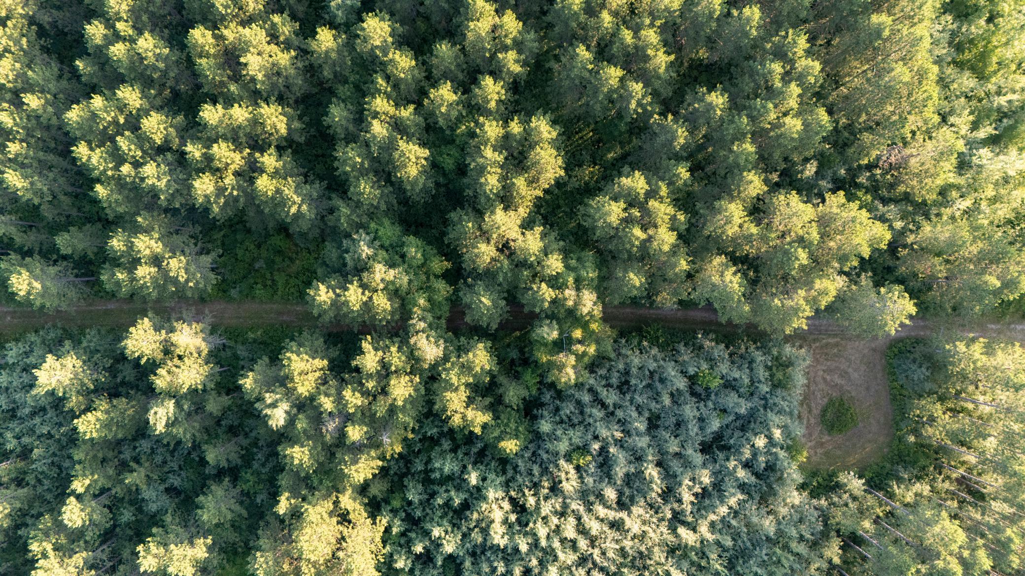 land for sale at NESW Forest Road 3845 NE in Pennington, MN (photo 11 of 16)