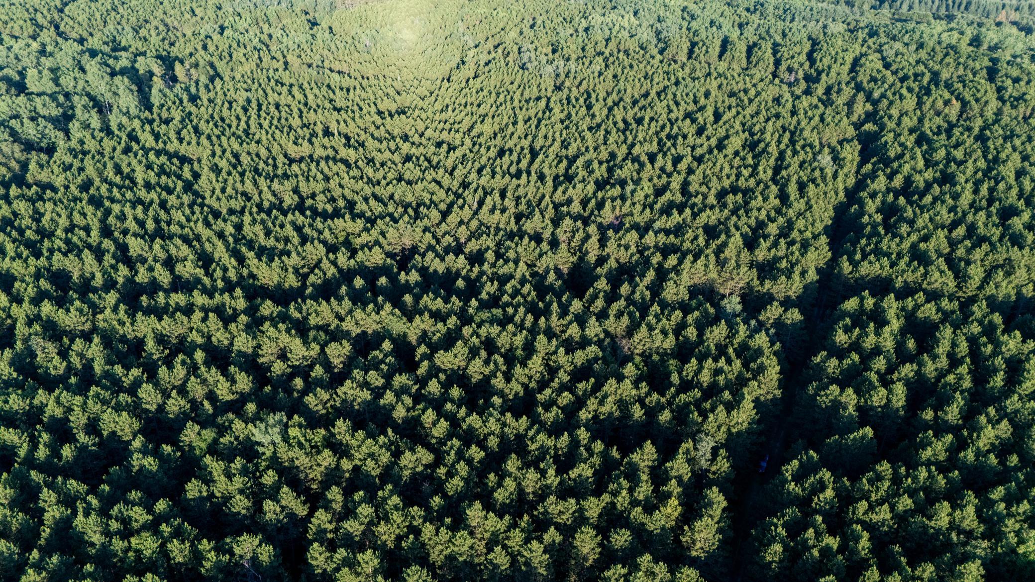 land for sale at NESW Forest Road 3845 NE in Pennington, MN (photo 12 of 16)