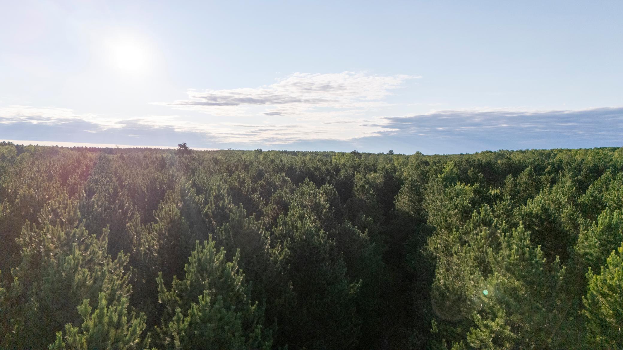land for sale at NESW Forest Road 3845 NE in Pennington, MN (photo 13 of 16)