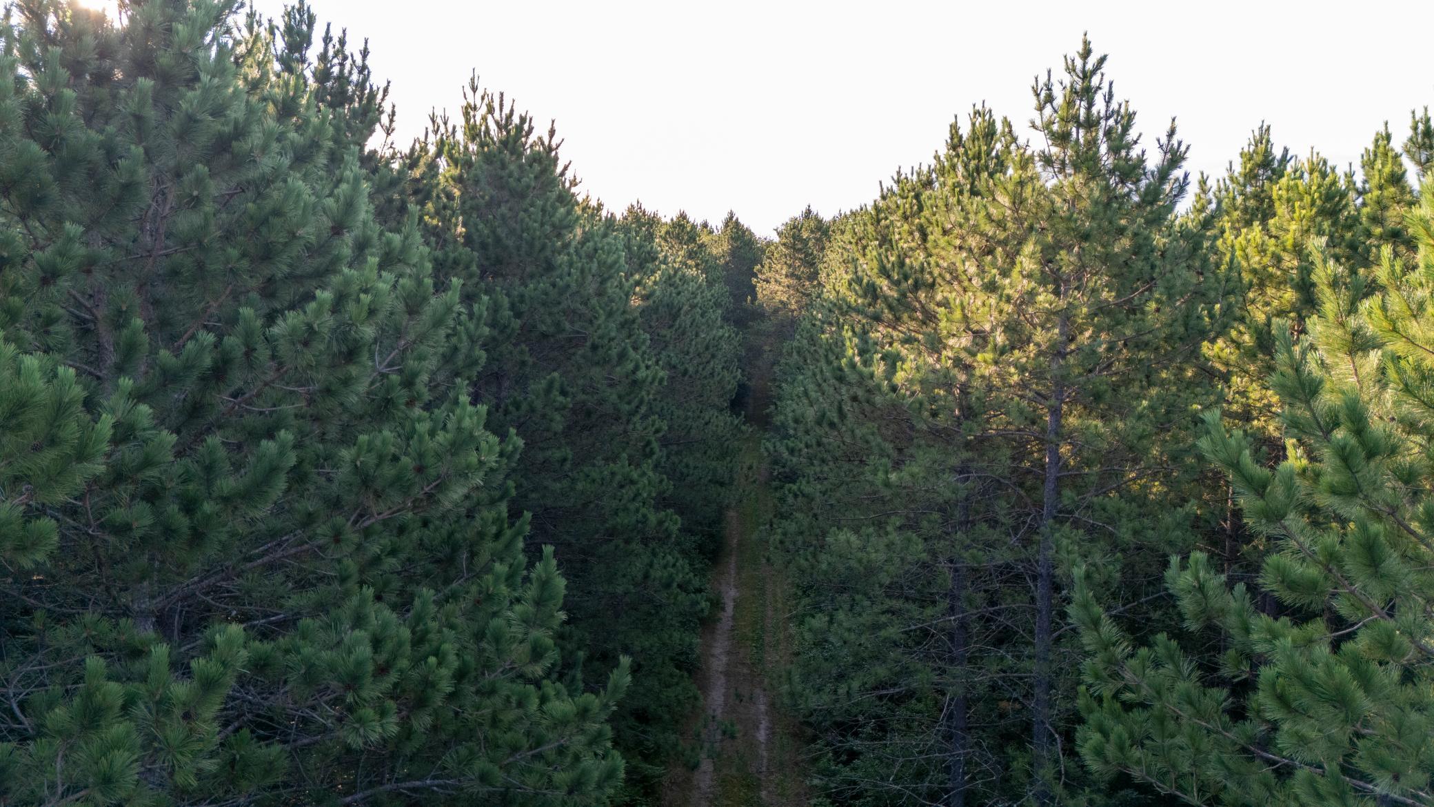 land for sale at NESW Forest Road 3845 NE in Pennington, MN (photo 14 of 16)