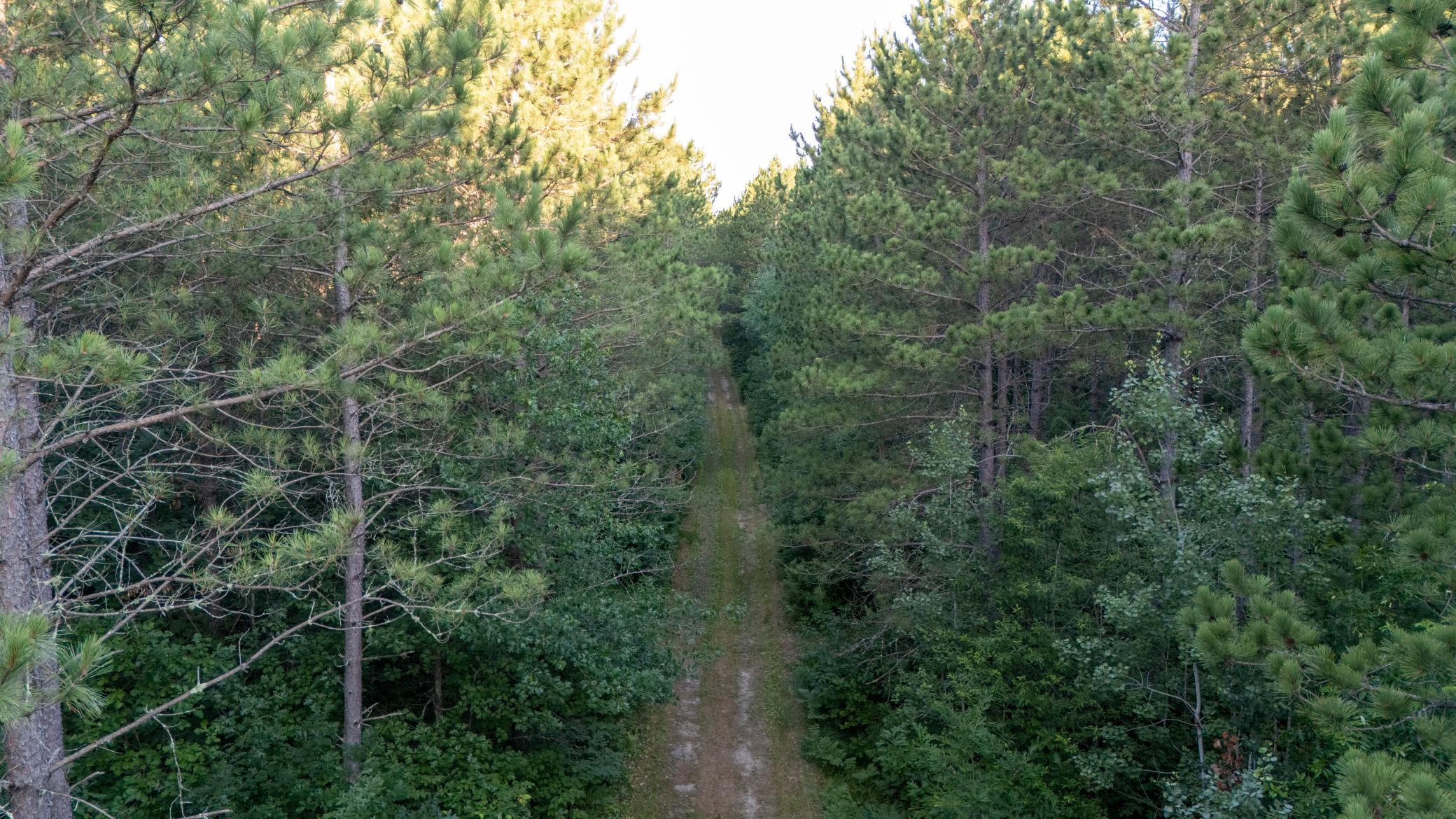 land for sale at NESW Forest Road 3845 NE in Pennington, MN (photo 15 of 16)