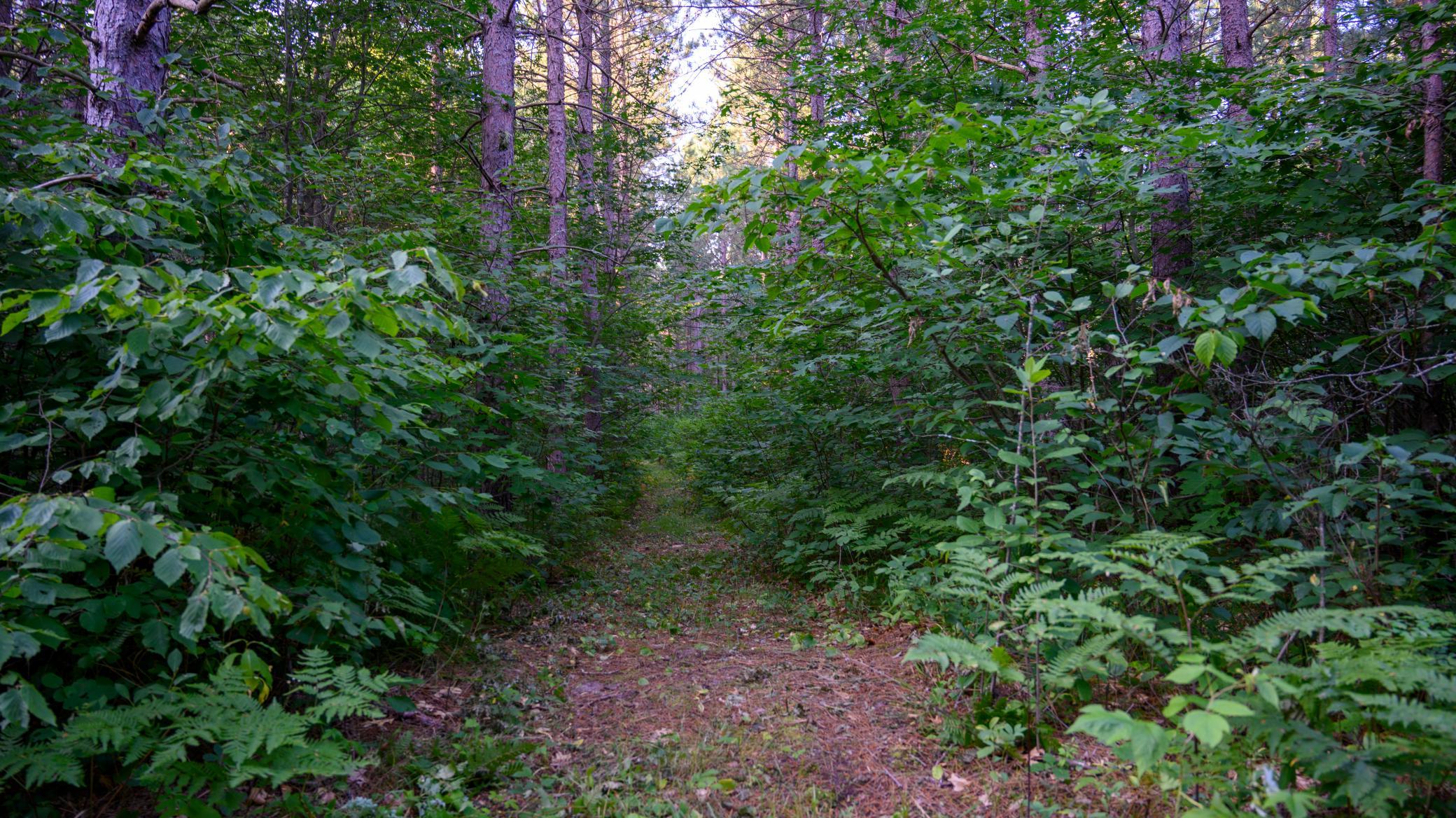 land for sale at NESW Forest Road 3845 NE in Pennington, MN (photo 16 of 16)