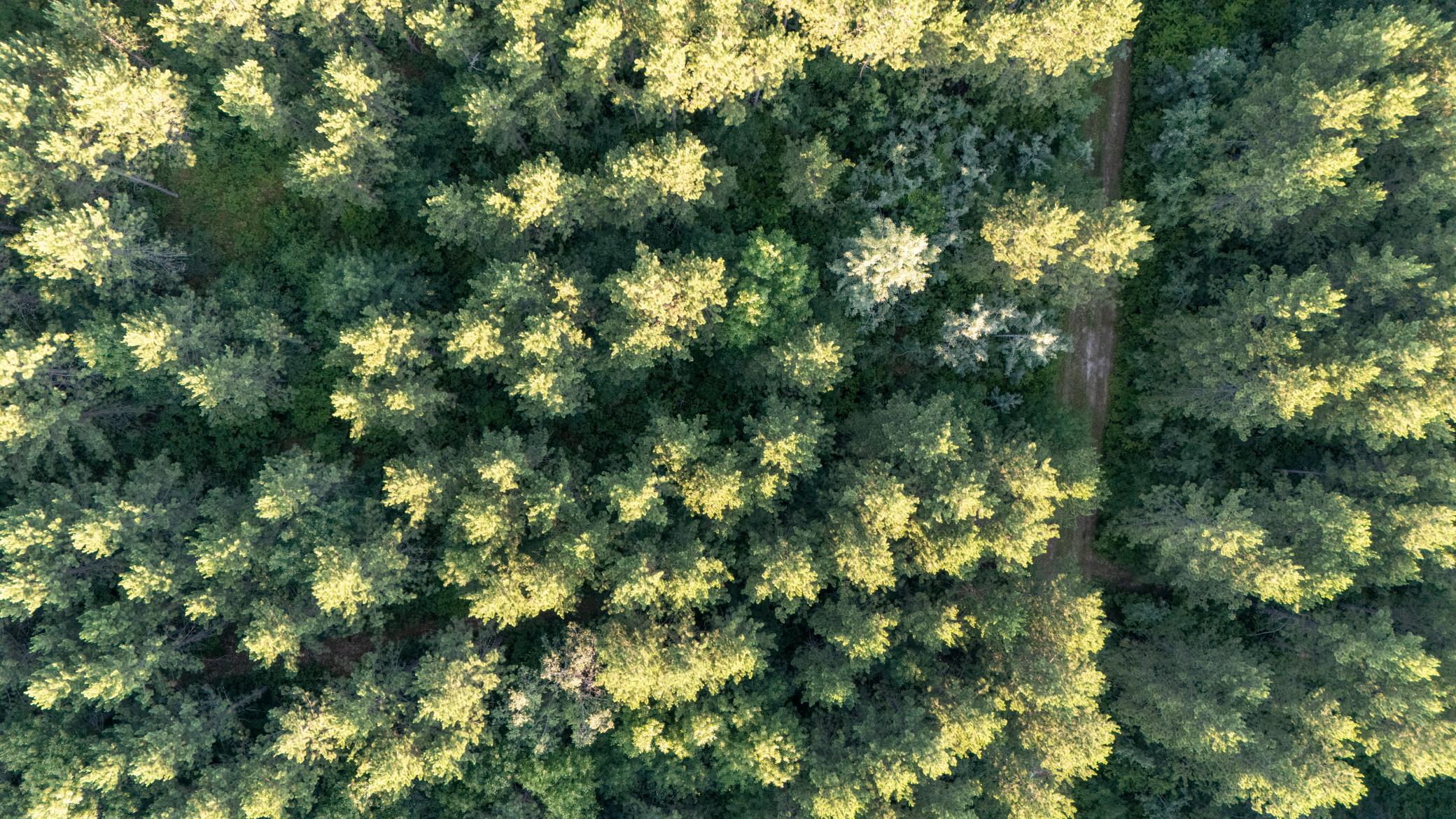 land for sale at NESW Forest Road 3845 NE in Pennington, MN (photo 3 of 16)