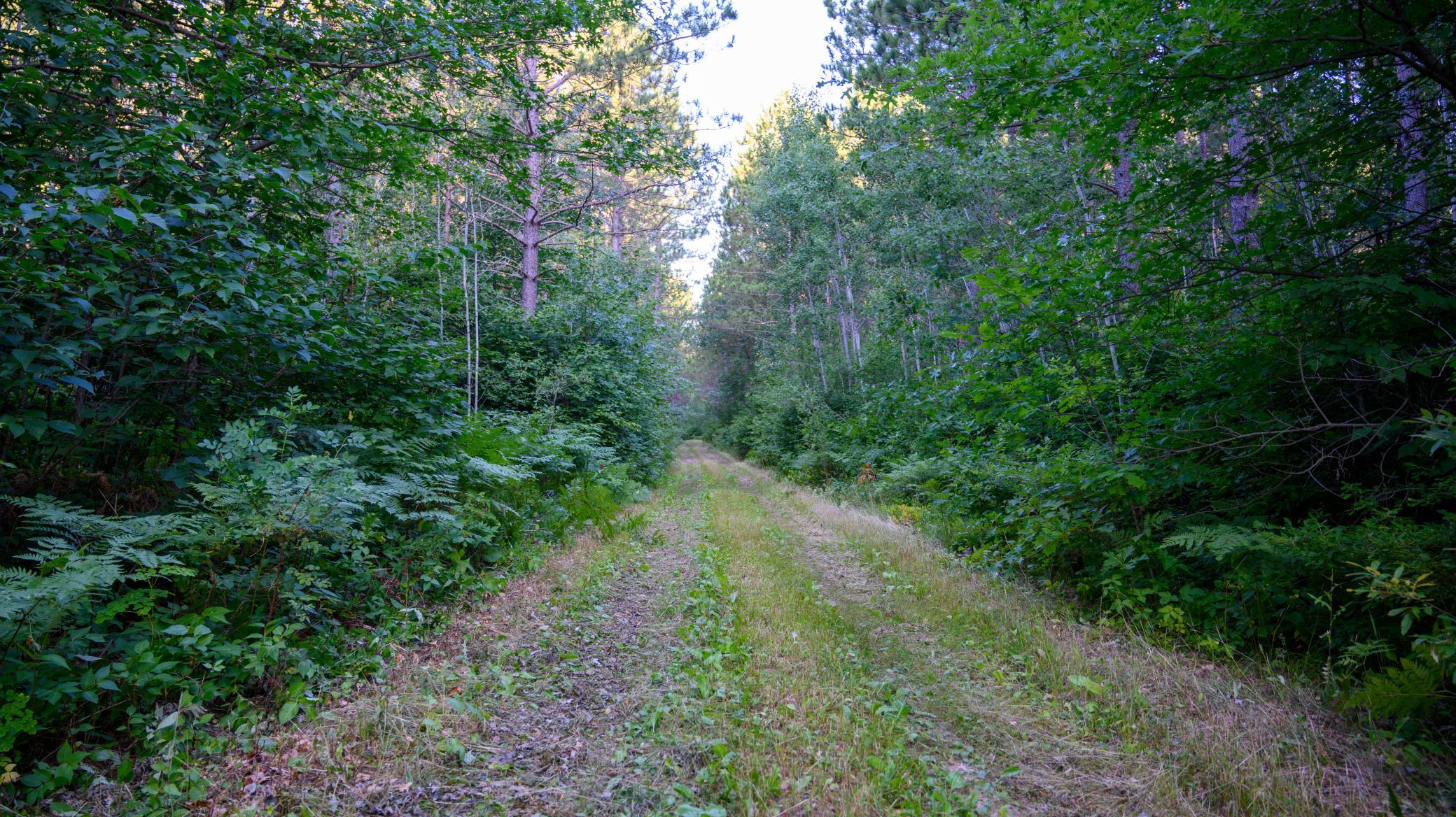 land for sale at NESW Forest Road 3845 NE in Pennington, MN (photo 5 of 16)