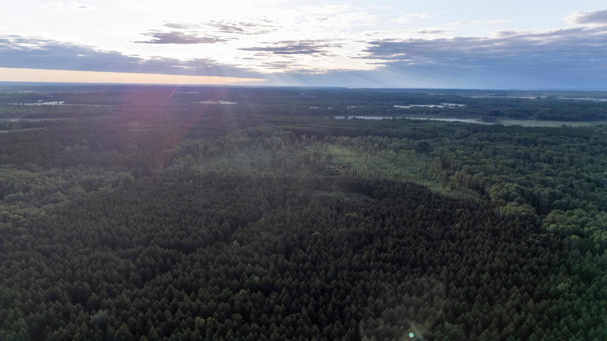land for sale at NESW Forest Road 3845 NE in Pennington, MN (photo 7 of 16)