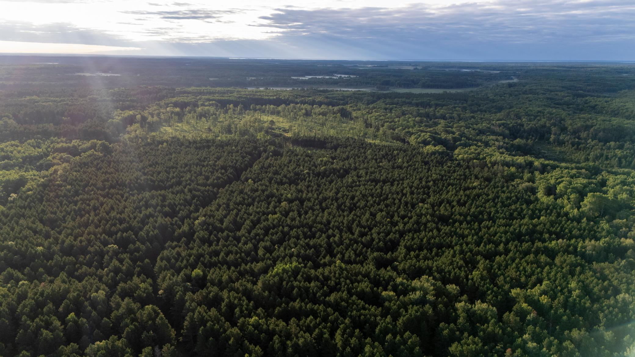 land for sale at NESW Forest Road 3845 NE in Pennington, MN (photo 9 of 16)