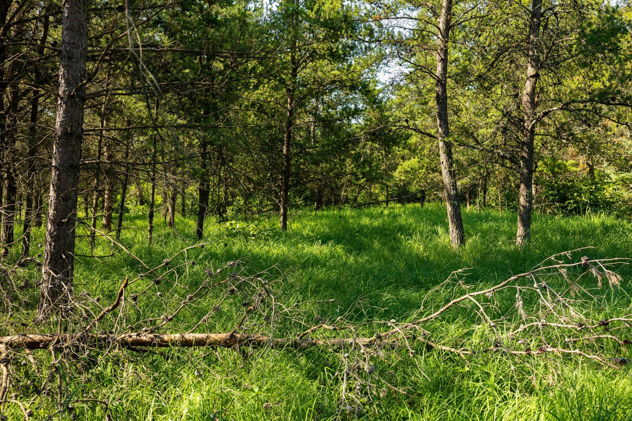 Tract 3 - TBD 259th Ave, Menahga MN 56464 - Photo 19 of 30