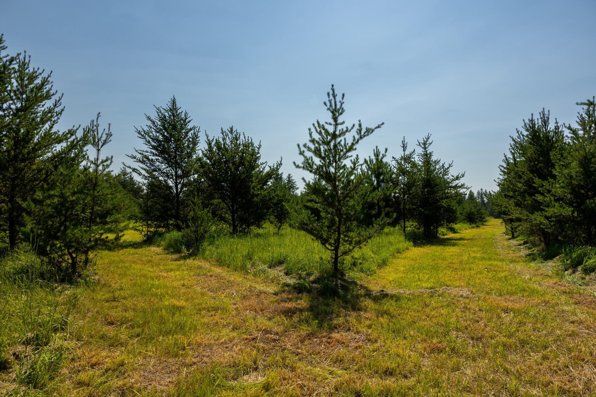 Tract 1 - TBD Hubbard Line Rd, Menahga MN 56464 - Photo 31 of 57