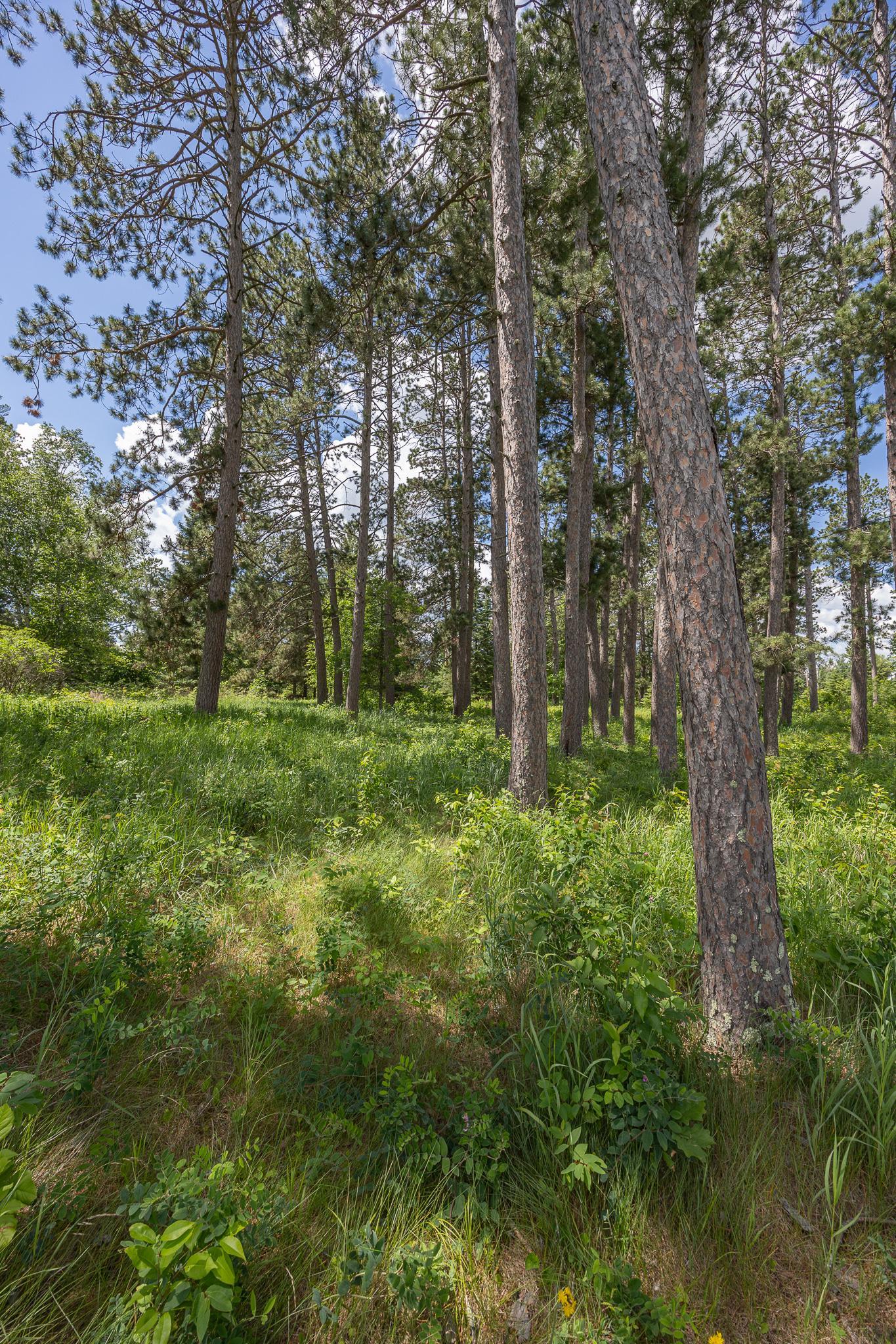 4728 Sioux Camp Road NE, Longville MN 56655 - Photo 28 of 44