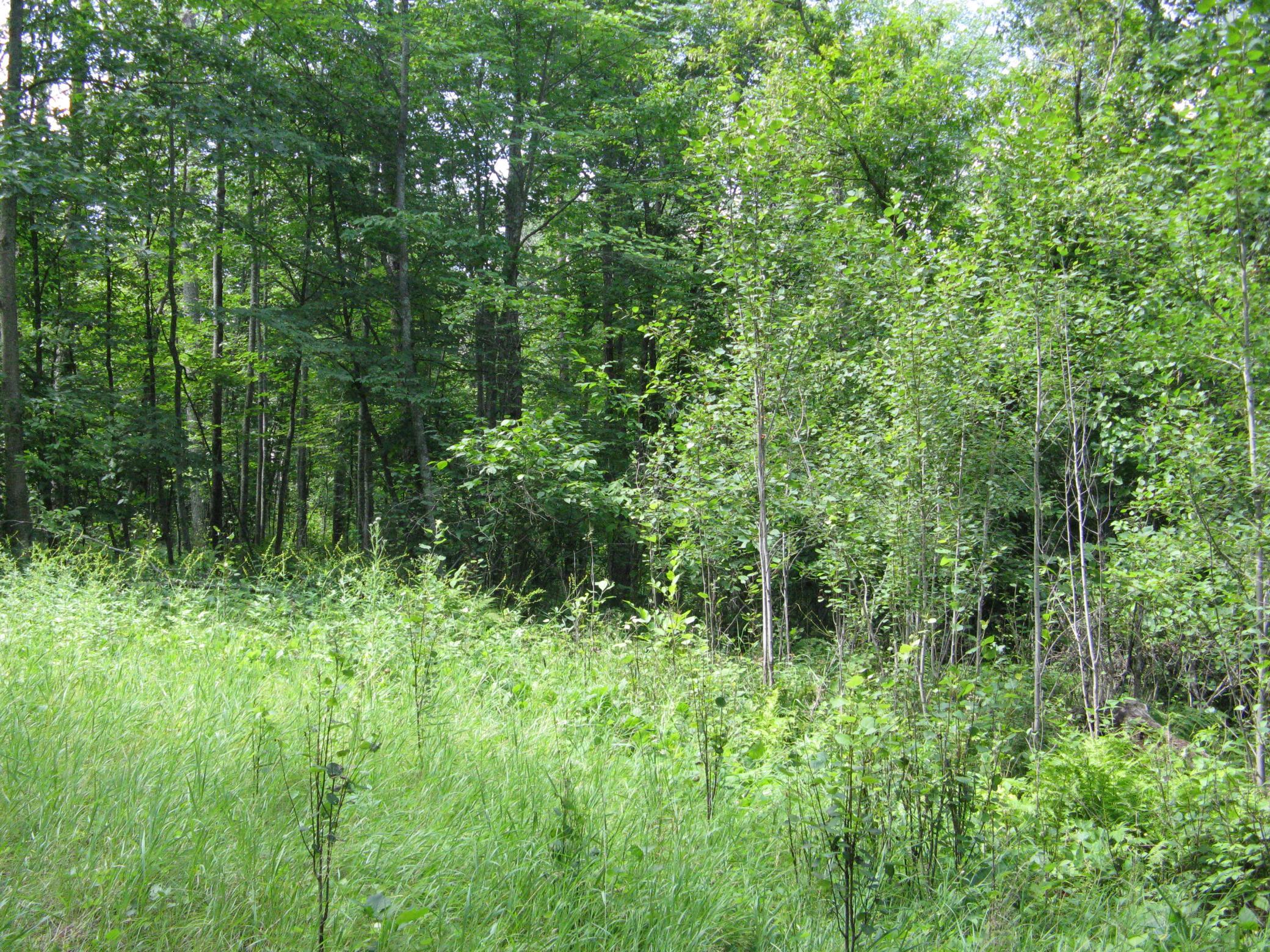 TBD Alpine Circle, Breezy Point MN 56472 - Photo 6 of 11