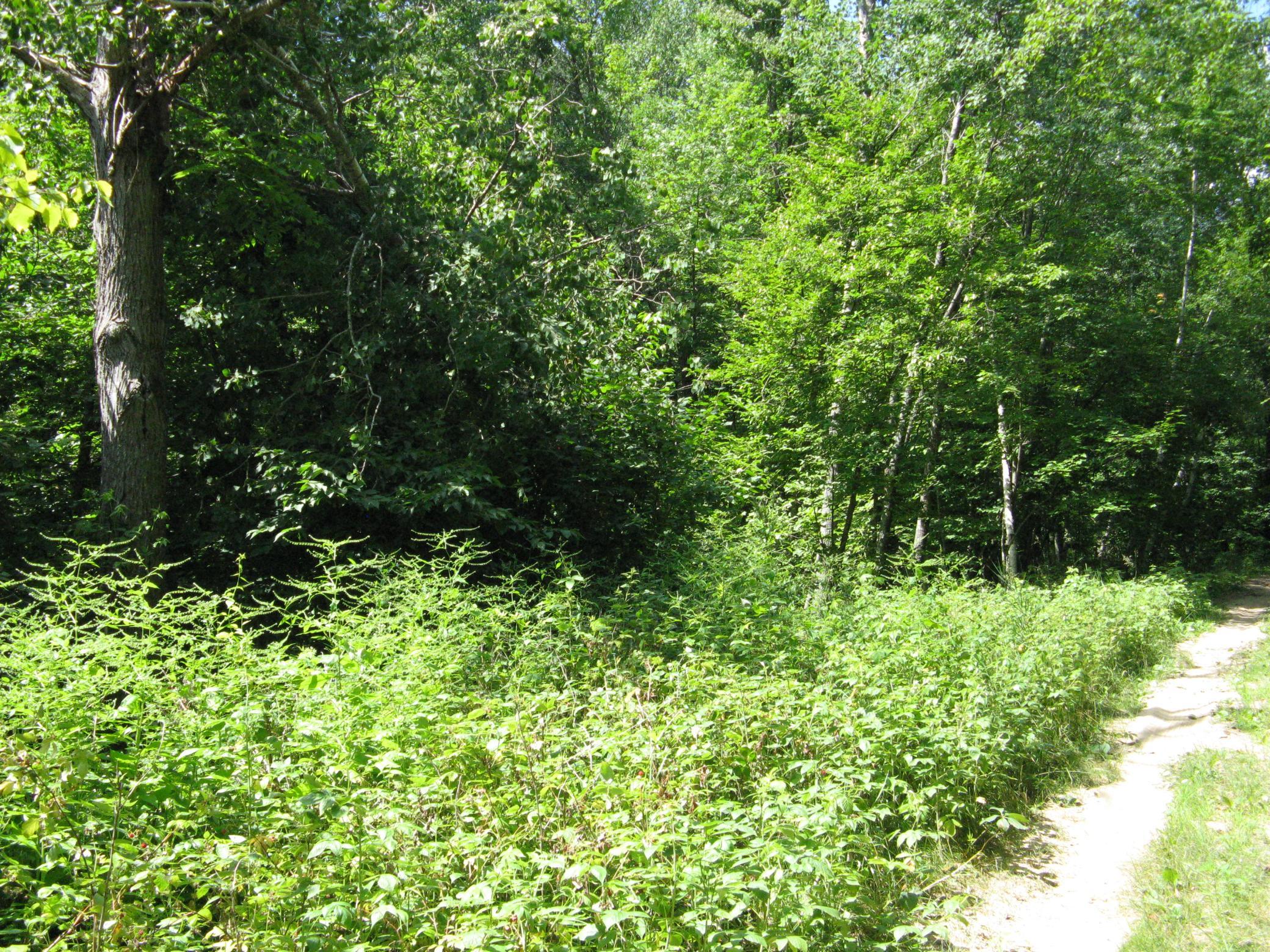 land for sale at TBD Alpine Circle in Breezy Point, MN (photo 12 of 12)