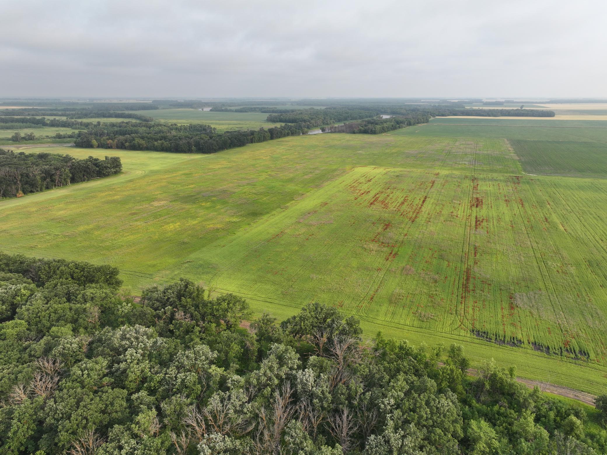land for sale at 390th 390th st NW in Stephen, MN (photo 3 of 21)