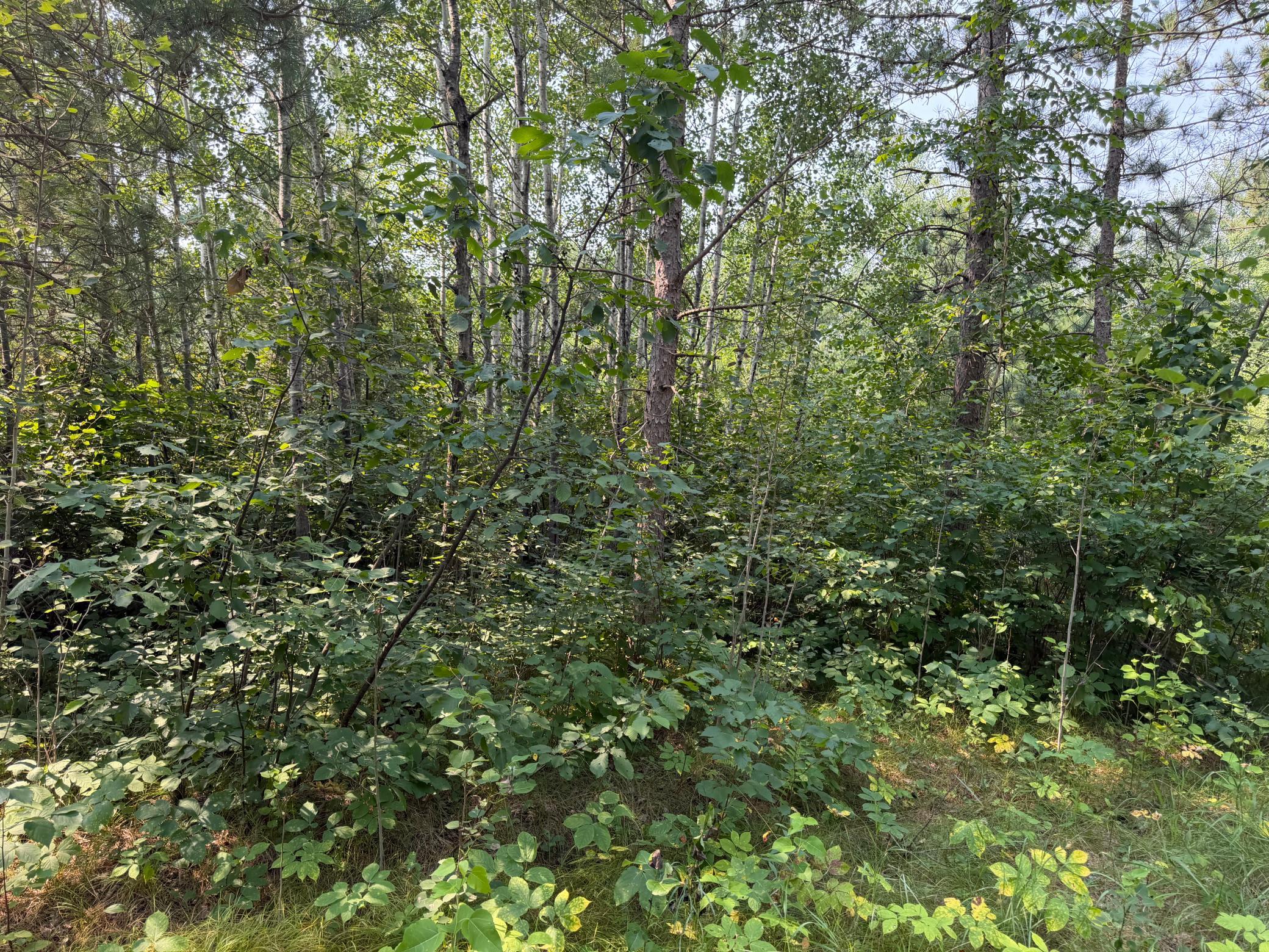 TBD Cottingham Drive, Staples MN 56479 - Photo 27 of 45