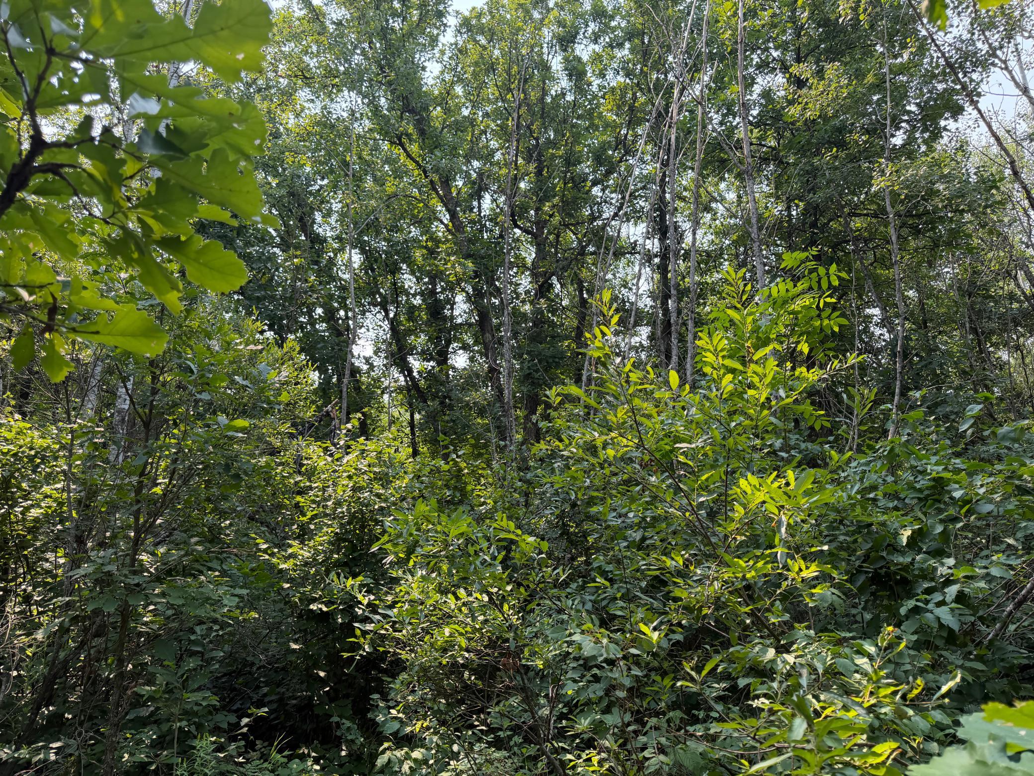 TBD Cottingham Drive, Staples MN 56479 - Photo 31 of 45
