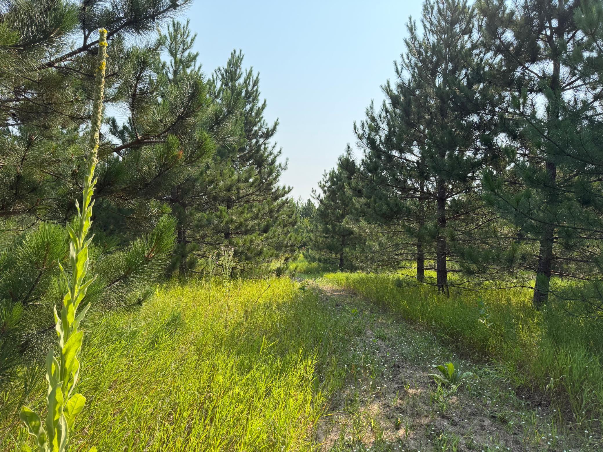 TBD Co Rd 7, Staples MN 56479 - Photo 40 of 73