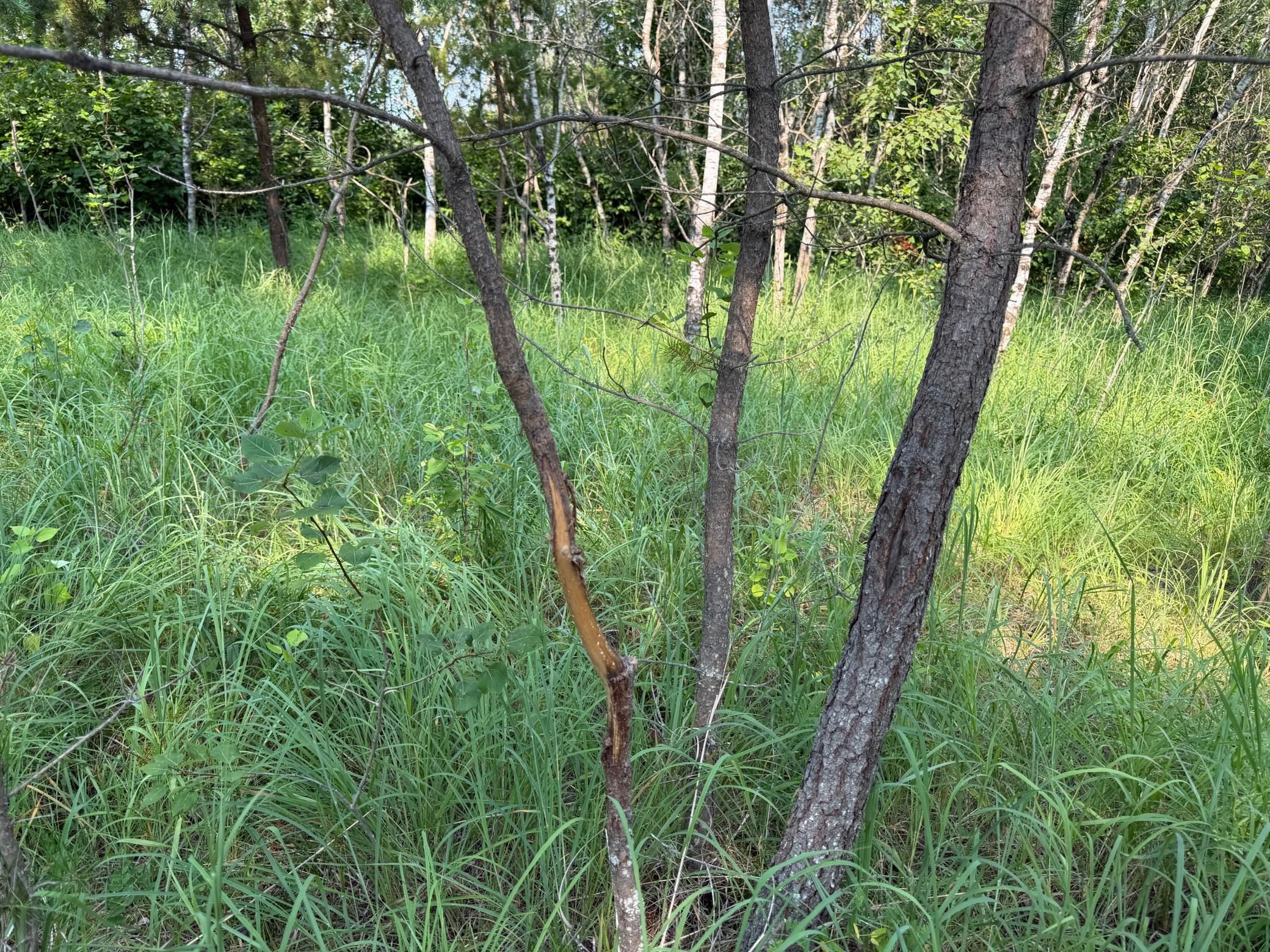 TBD Co Rd 7, Staples MN 56479 - Photo 66 of 73