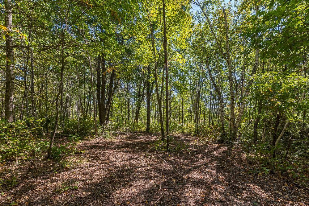 Tract A TBD Little Pine Road, Brainerd MN 56401 - Photo 8 of 23