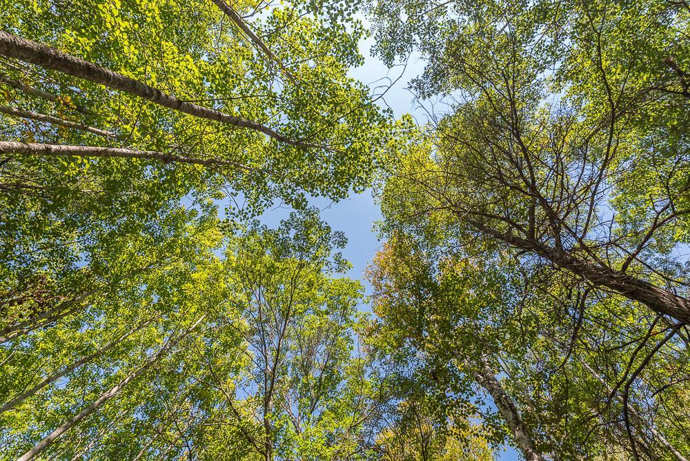 Tract A TBD Little Pine Road, Brainerd MN 56401 - Photo 10 of 23