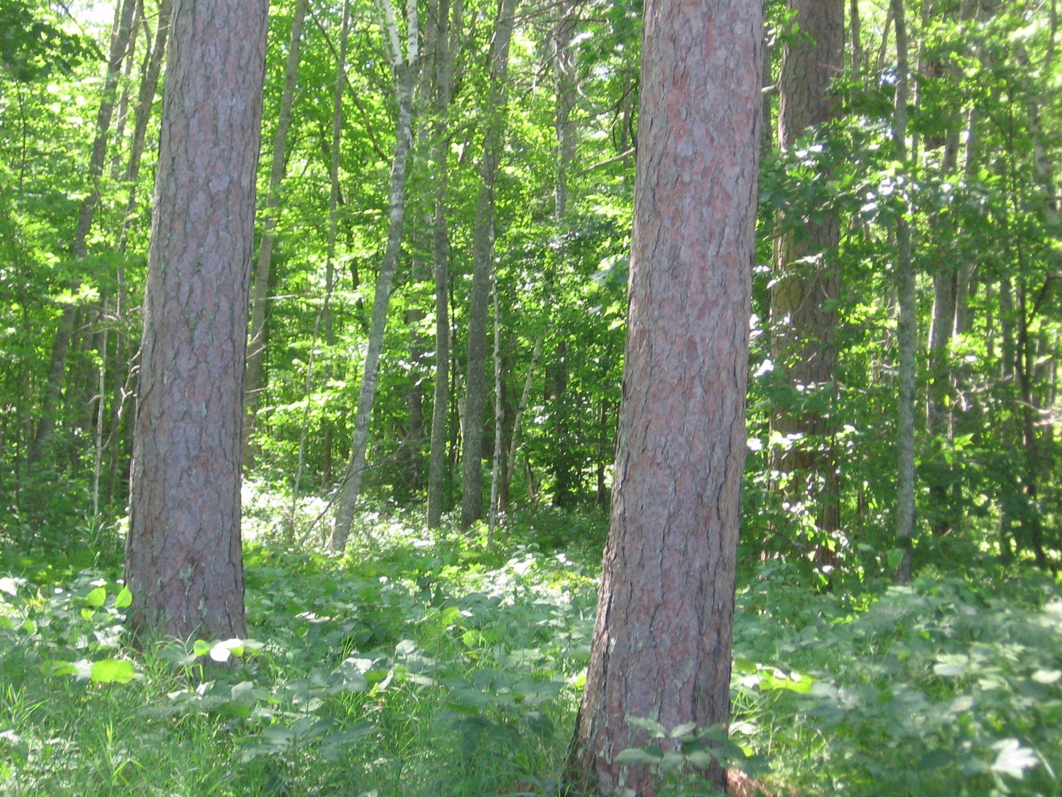TBD County 5 NW, Hackensack MN 56452 - Photo 11 of 32